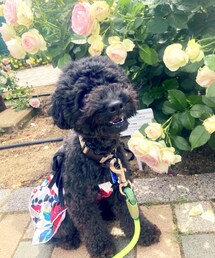 バラとあくびさん💕 | ペットグッズ