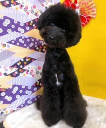 今年最後のトリミング❤️ | ペットグッズ
