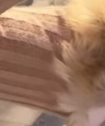 shein | トップス