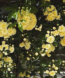 モッコウバラ | その他