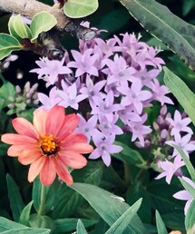 ユニバの花たち | その他