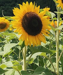 ひまわり | その他