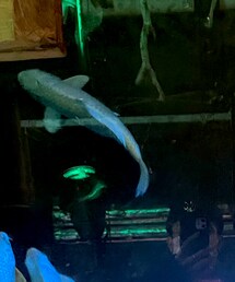 魚 | その他