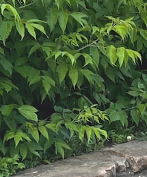 Instagramフォローお願いします！ | トップス