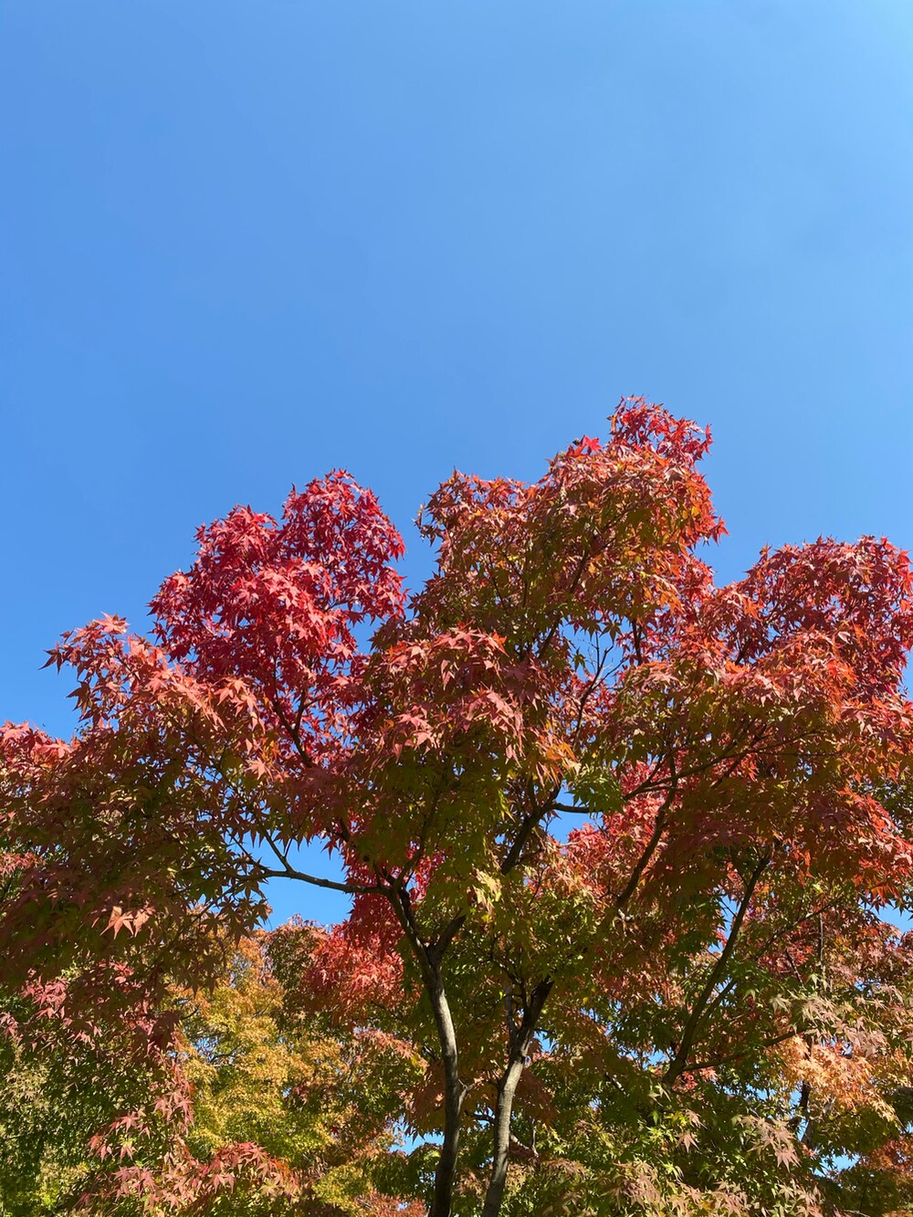 ベージュ系のバッグ、ブルー系のカーディガン/ボレロ、グリーン系のTシャツ/カットソーを着用したレディースの秋コーディネートの5枚目の写真