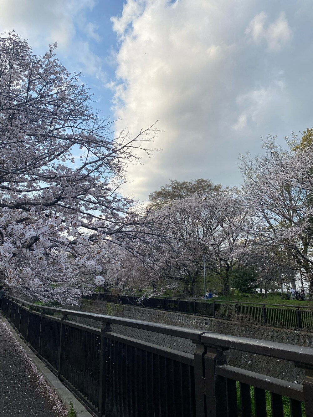 ピンク系のハンドバッグ、ベージュ系のステンカラーコート、グリーン系のカーディガン/ボレロを着用したレディースの春コーディネートの5枚目の写真