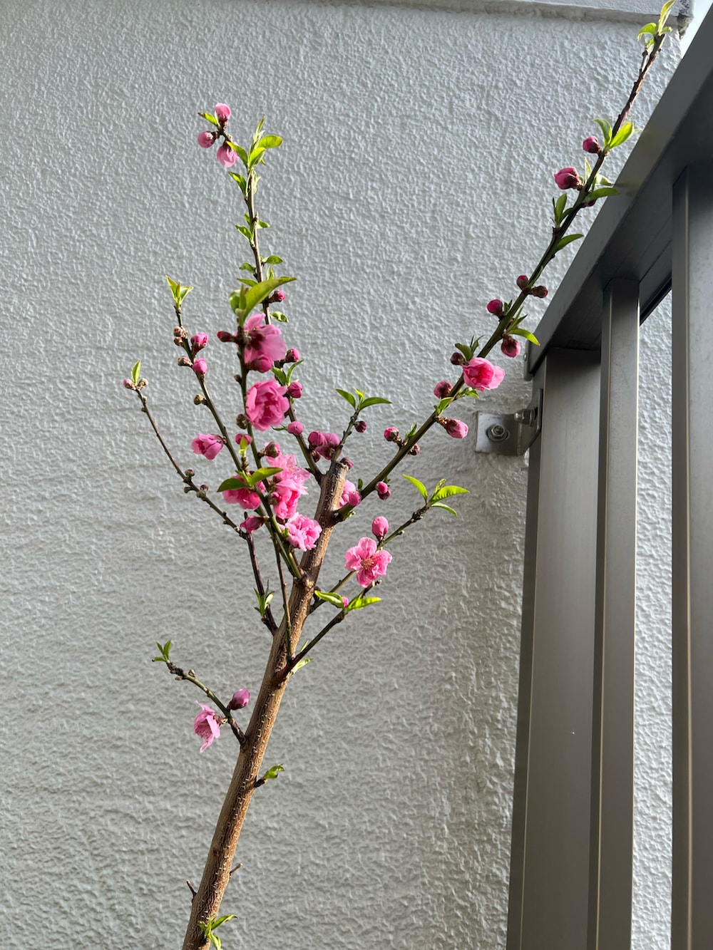 ベージュ系のパンツ、ホワイト系のスニーカー、ブルー系のバッグを着用したレディースの春コーディネートの3枚目の写真