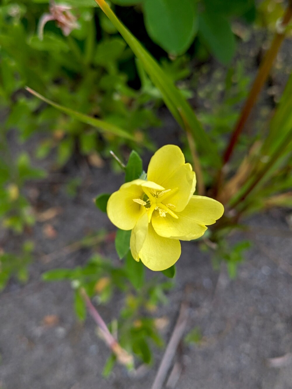 ホワイト系のTシャツ/カットソー、その他のダウンジャケット/コート、ベージュ系のチノパンツを着用したメンズの春コーディネートの4枚目の写真