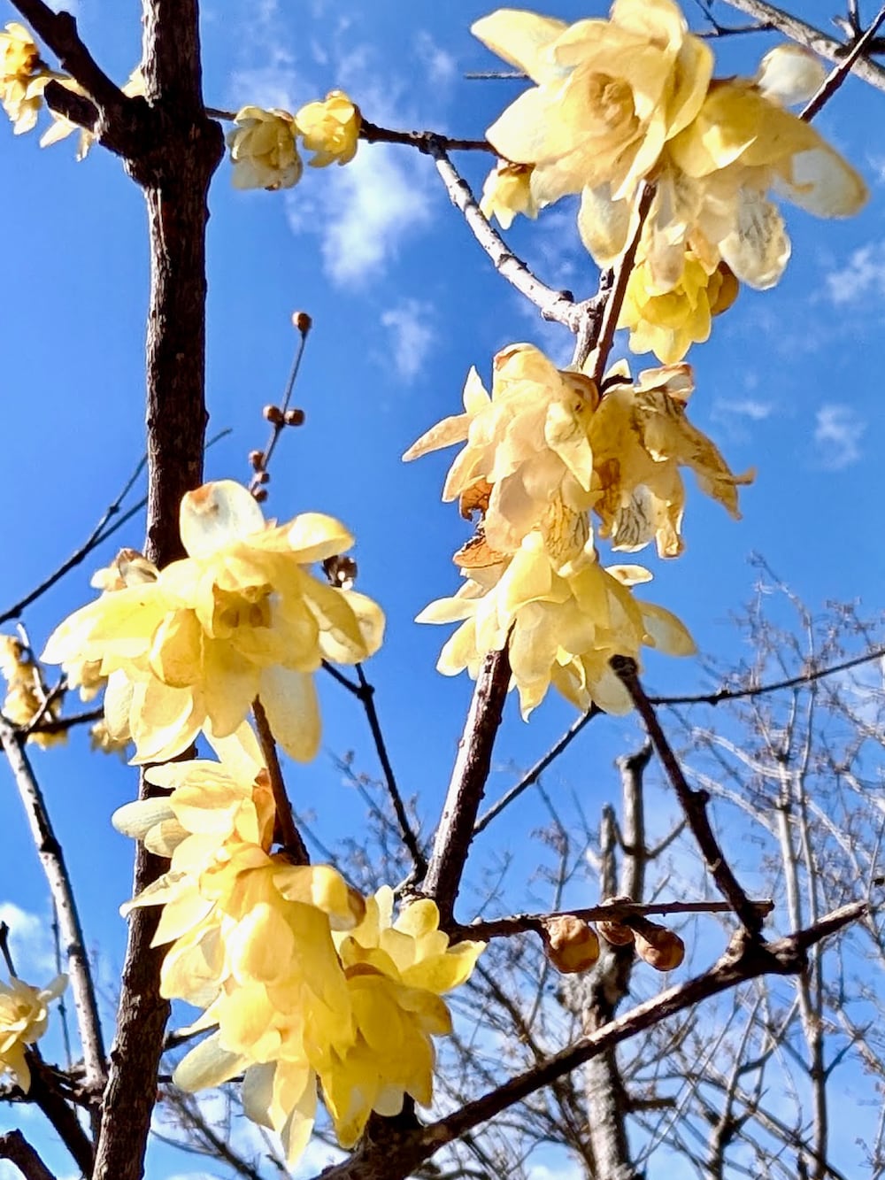 グレー系のスニーカー、グレー系のその他パンツ、ブルー系のニット/セーターを着用したメンズの冬コーディネートの4枚目の写真