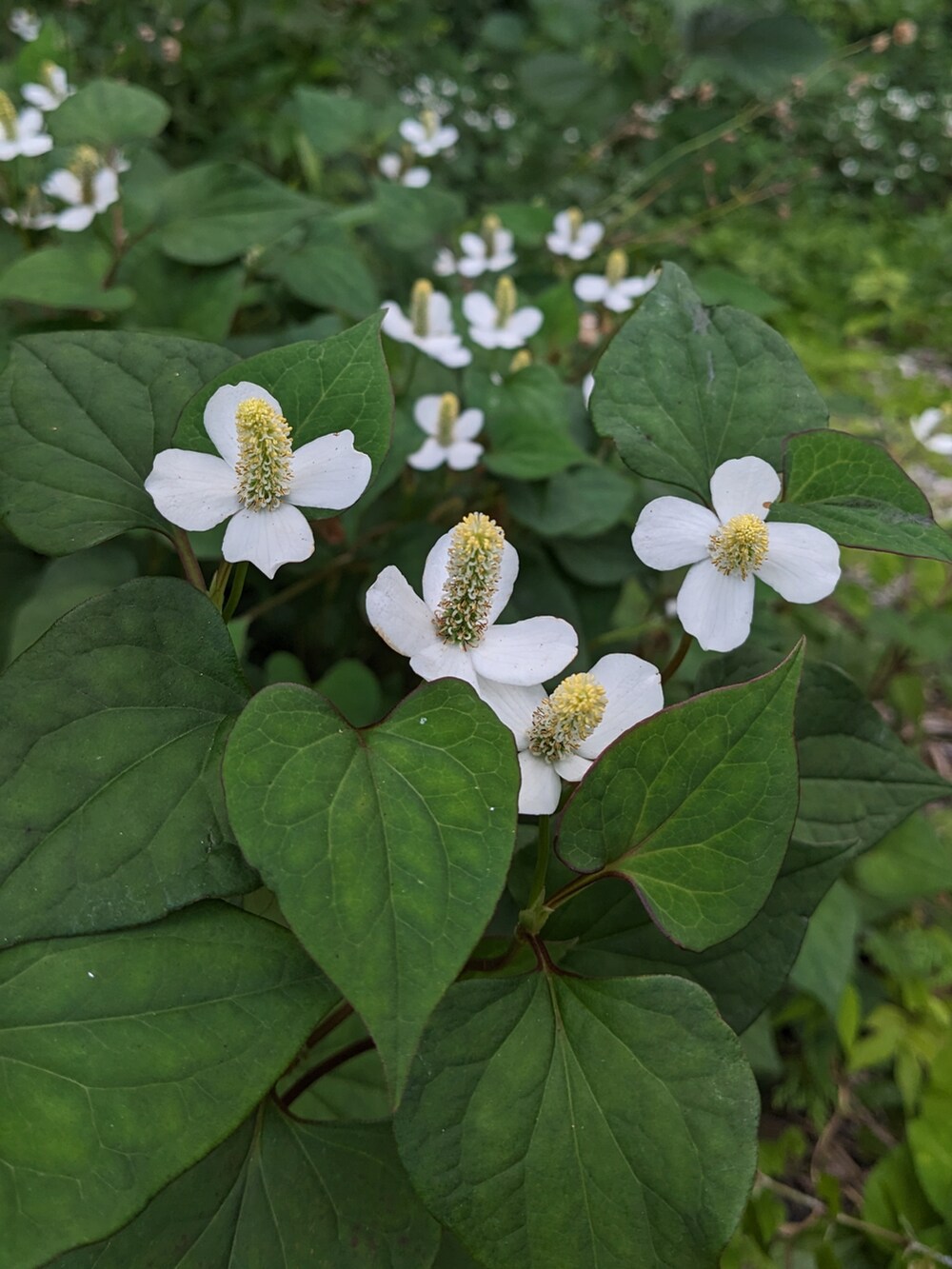 ブルー系のスウェット、ブルー系のデニムパンツ、ホワイト系のスニーカーを着用したメンズの夏コーディネートの5枚目の写真