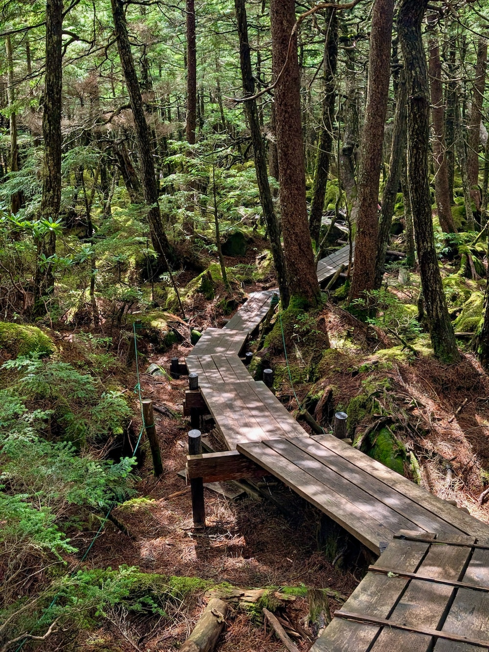 ブラック系のシャツ/ブラウス、グレー系のその他パンツ、レッド系のスニーカーを着用したメンズの夏コーディネートの3枚目の写真