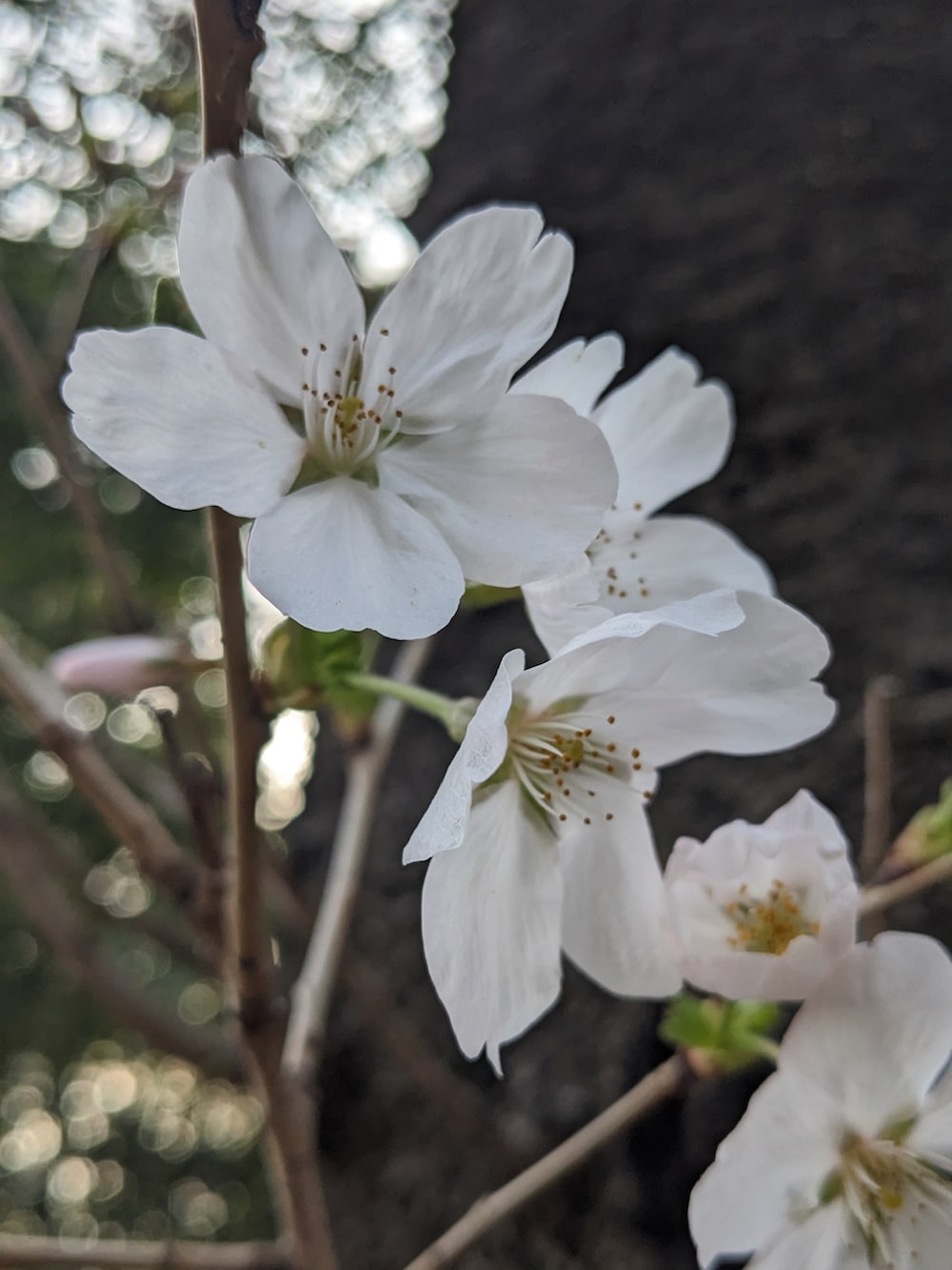 グリーン系のジャケット/アウター、グレー系のTシャツ/カットソー、ブラック系のデニムパンツを着用したメンズの春コーディネートの3枚目の写真