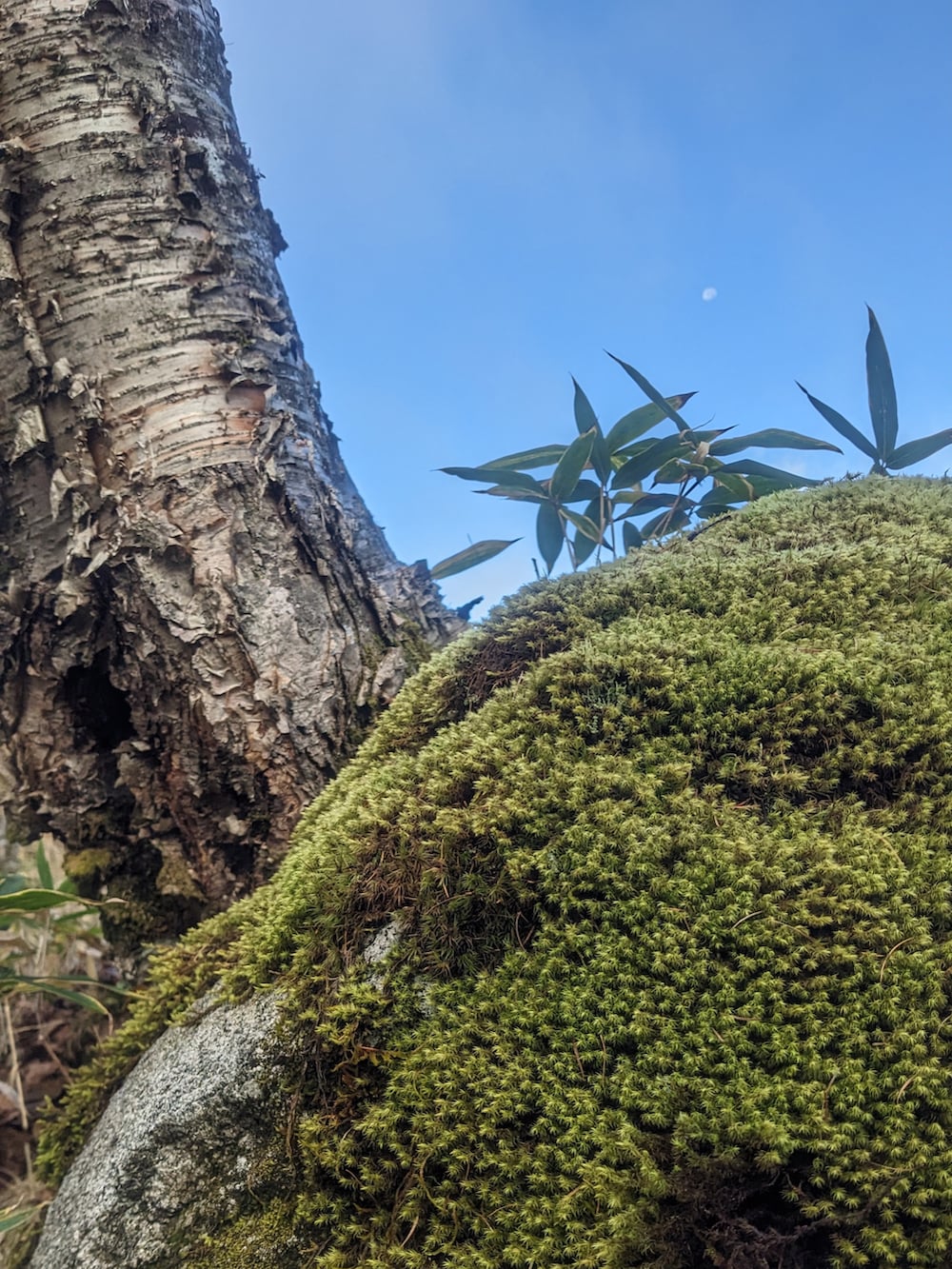 グリーン系のシャツ/ブラウス、ブラウン系のパンツ、ブラック系のスニーカーを着用したメンズの秋コーディネートの2枚目の写真