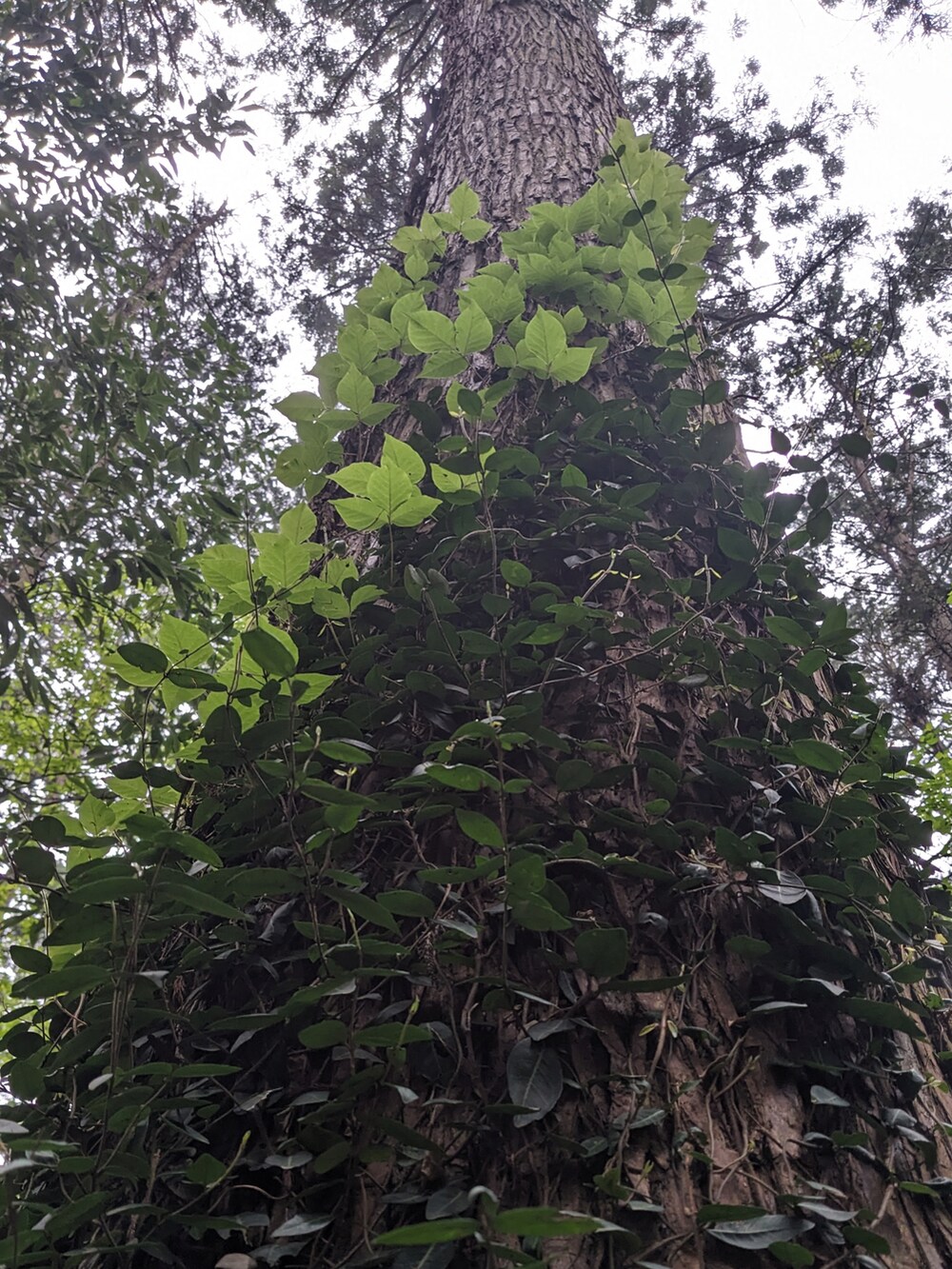 グリーン系のサロペット/オーバーオール、ベージュ系のTシャツ/カットソー、グリーン系のその他シューズを着用したメンズの春コーディネートの4枚目の写真