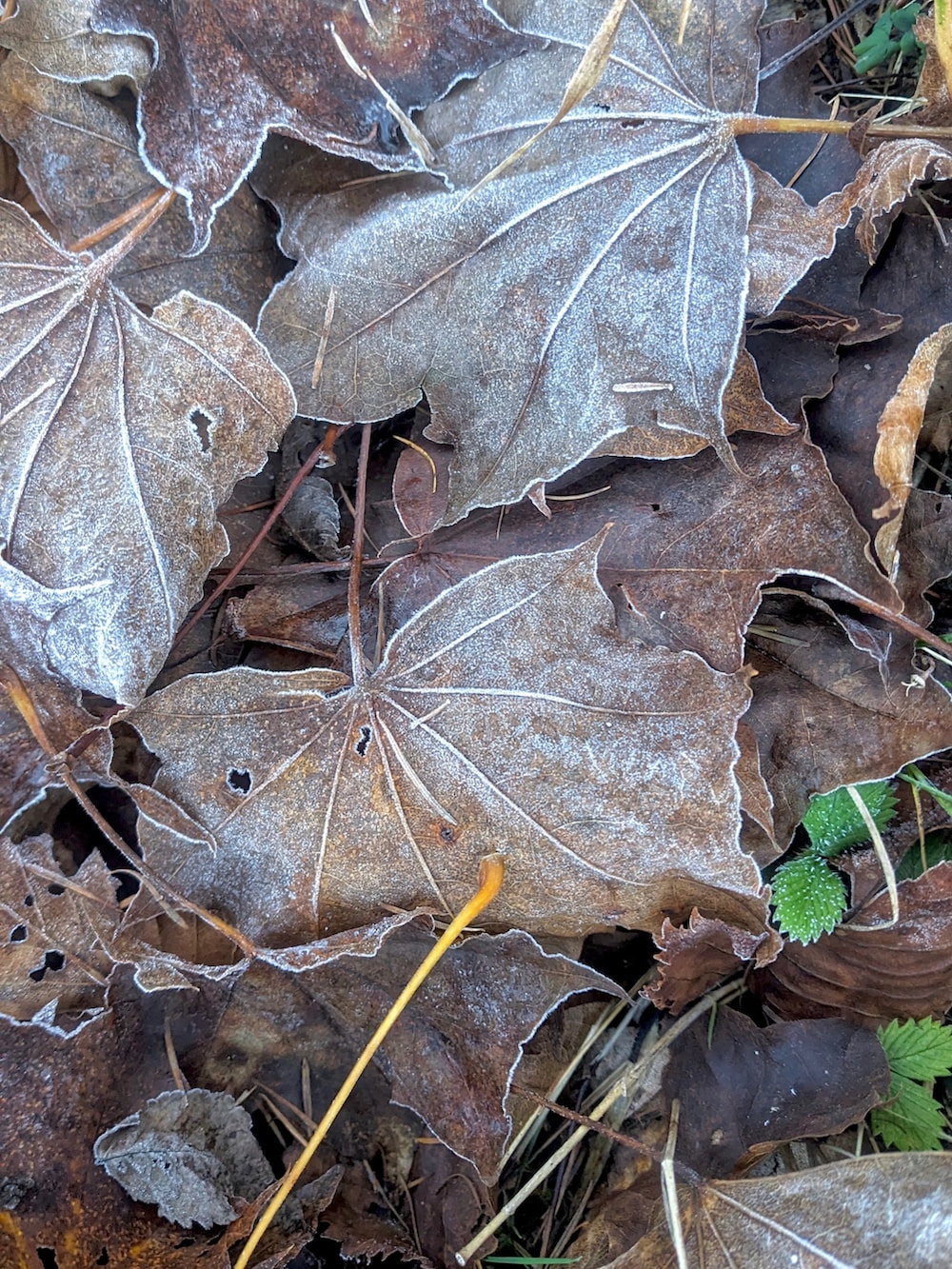 グリーン系のシャツ/ブラウス、ブラウン系のパンツ、ブラック系のスニーカーを着用したメンズの秋コーディネートの3枚目の写真