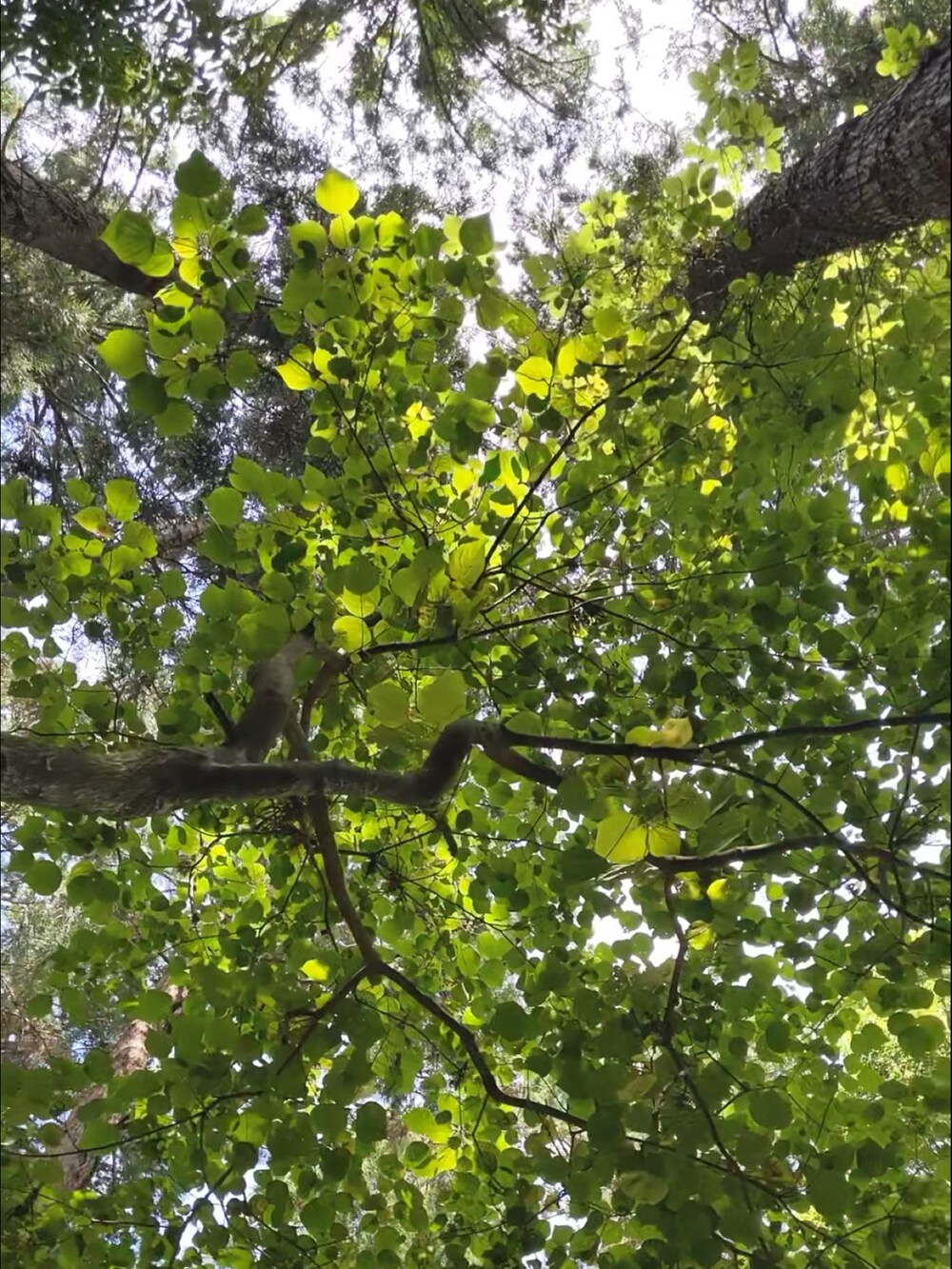 ブルー系のスウェット、ブルー系のデニムパンツ、ホワイト系のスニーカーを着用したメンズの夏コーディネートの4枚目の写真