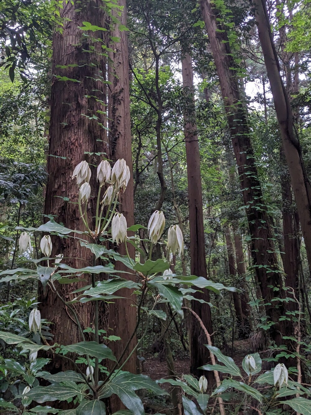 グリーン系のサロペット/オーバーオール、ベージュ系のTシャツ/カットソー、グリーン系のその他シューズを着用したメンズの春コーディネートの5枚目の写真