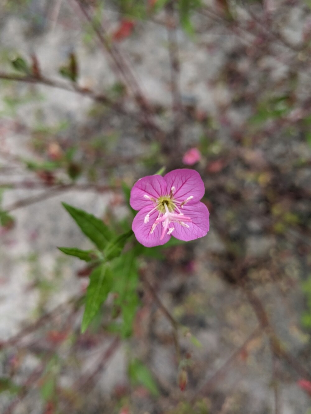 ホワイト系のTシャツ/カットソー、その他のダウンジャケット/コート、ベージュ系のチノパンツを着用したメンズの春コーディネートの3枚目の写真