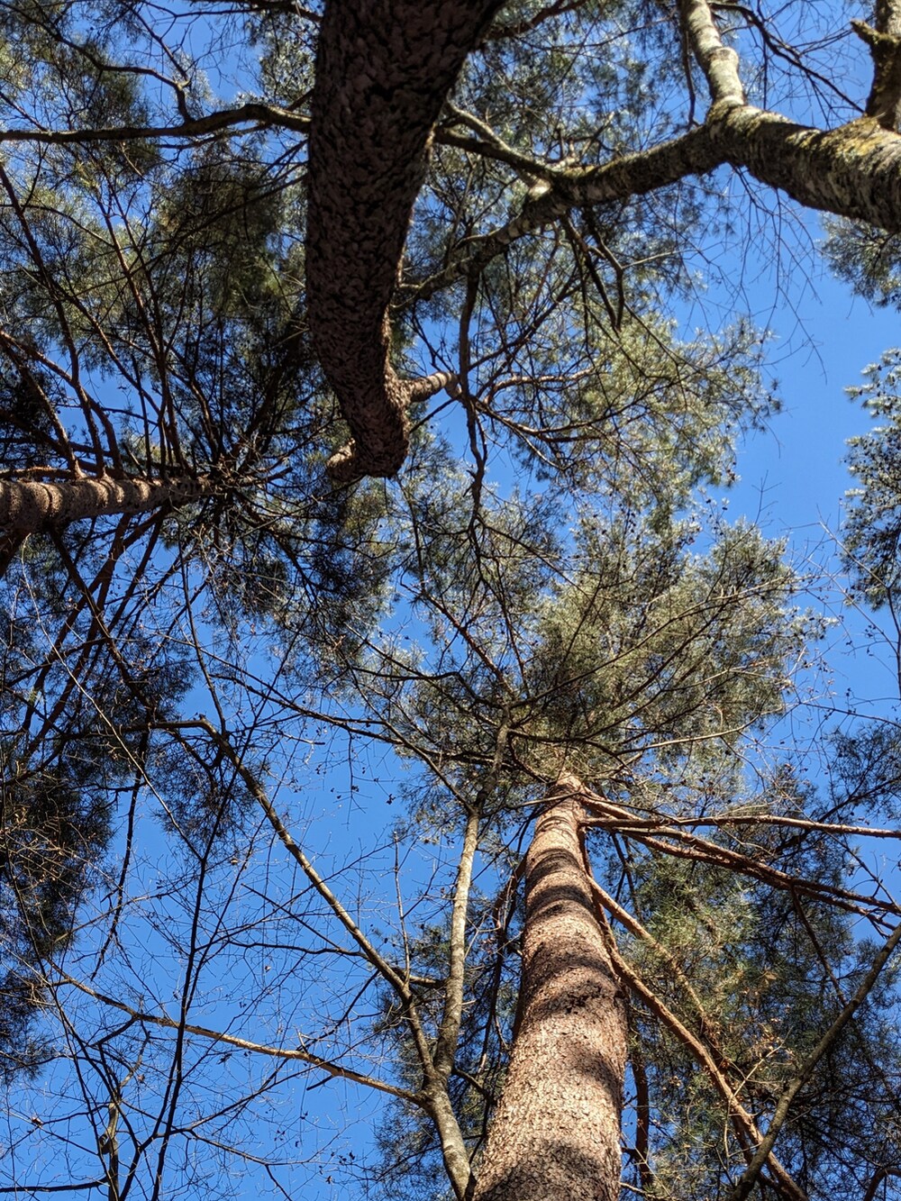 ブラウン系のダウンジャケット/コート、ベージュ系のチノパンツ、ベージュ系のブーツを着用したメンズの冬コーディネートの4枚目の写真