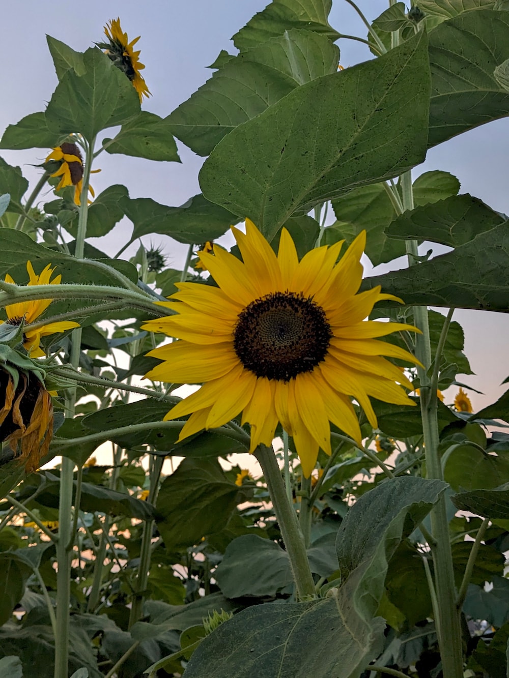 ホワイト系のTシャツ/カットソー、ブルー系のデニムパンツ、ホワイト系のスニーカーを着用したメンズの夏コーディネートの2枚目の写真