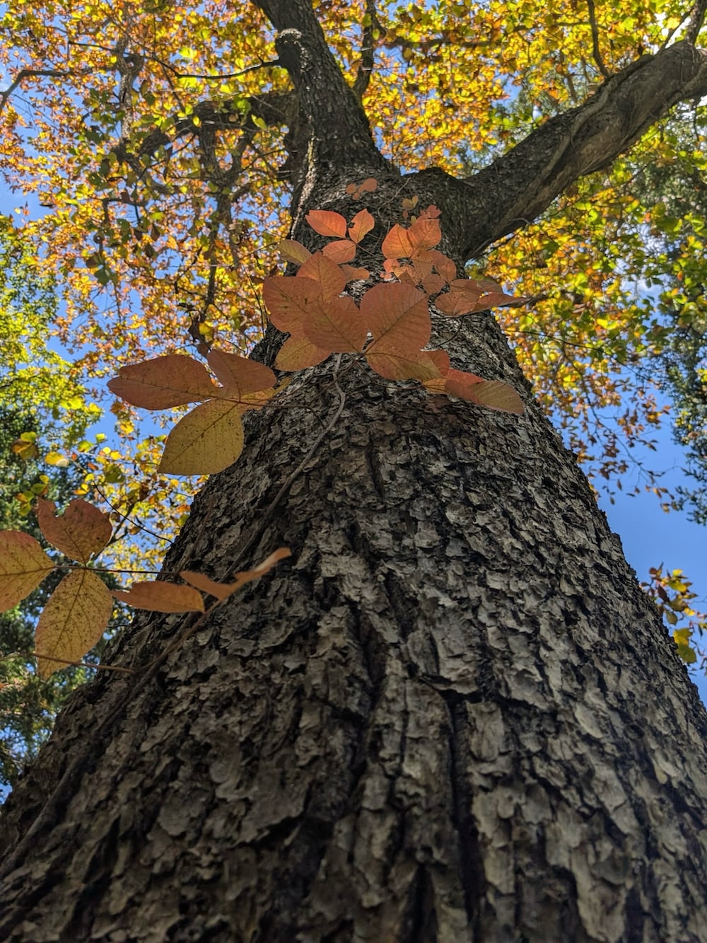 イエロー系のナイロンジャケット、ブルー系のその他パンツ、グリーン系のシャツ/ブラウスを着用したメンズの秋コーディネートの3枚目の写真