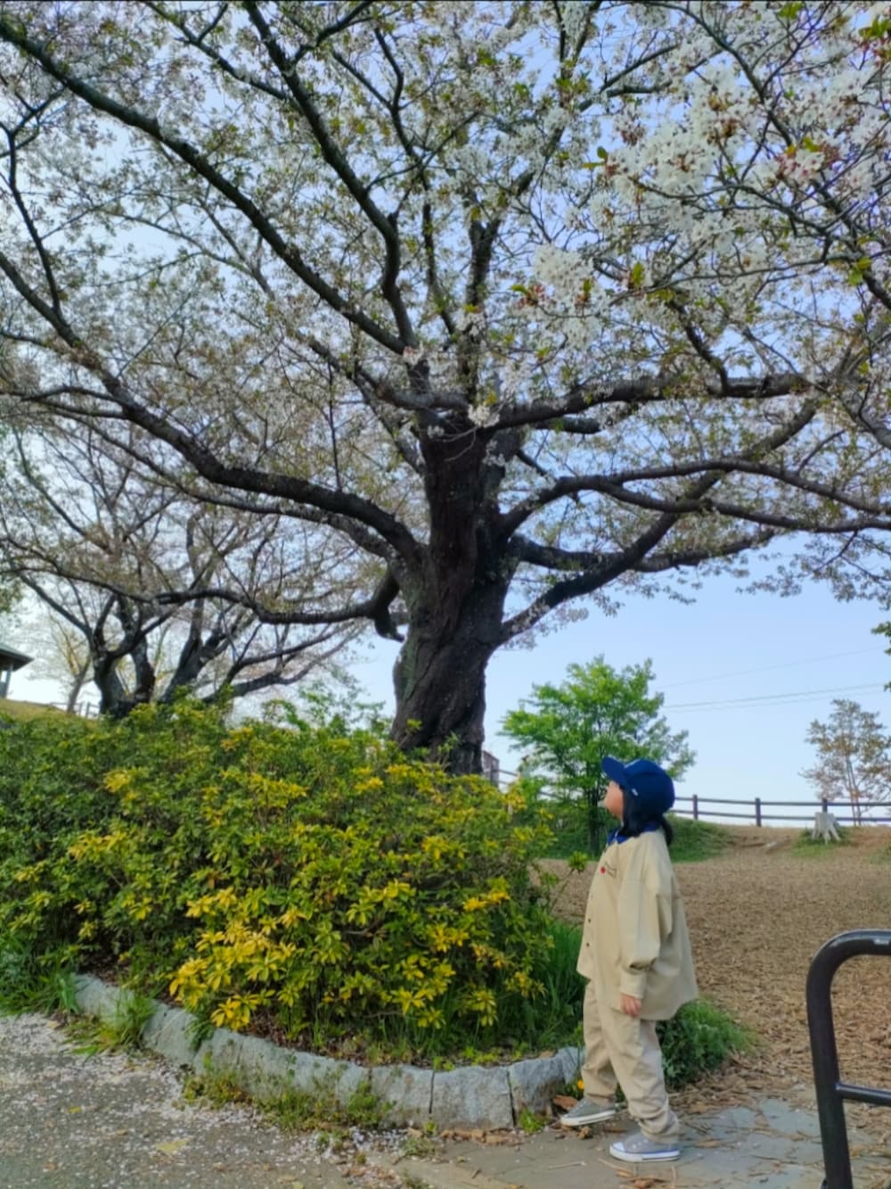 ベージュ系のシャツ/ブラウス、ブルー系のパンツ、ホワイト系のスニーカーを着用したキッズの春コーディネートの3枚目の写真