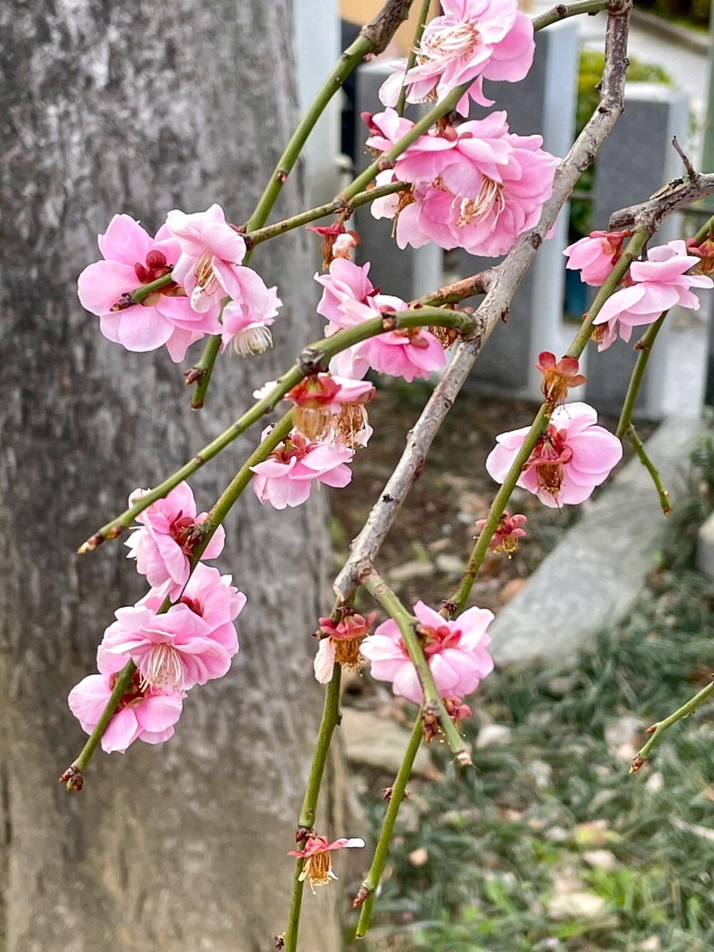 グリーン系のその他アウター、グレー系のスウェット、ブルー系のその他パンツを着用したレディースの春コーディネートの5枚目の写真