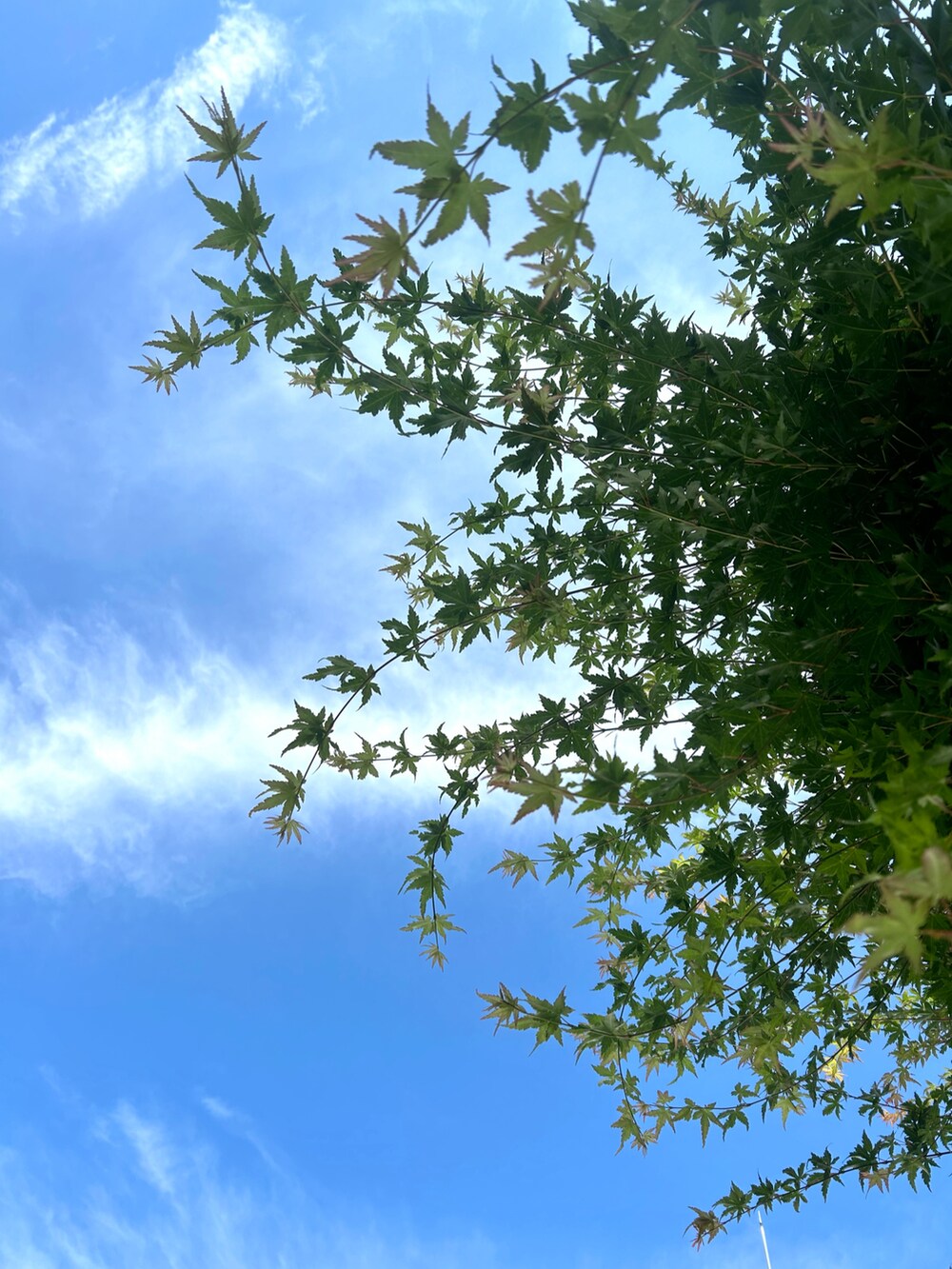 ブラック系の帽子を着用したメンズの夏コーディネートの4枚目の写真