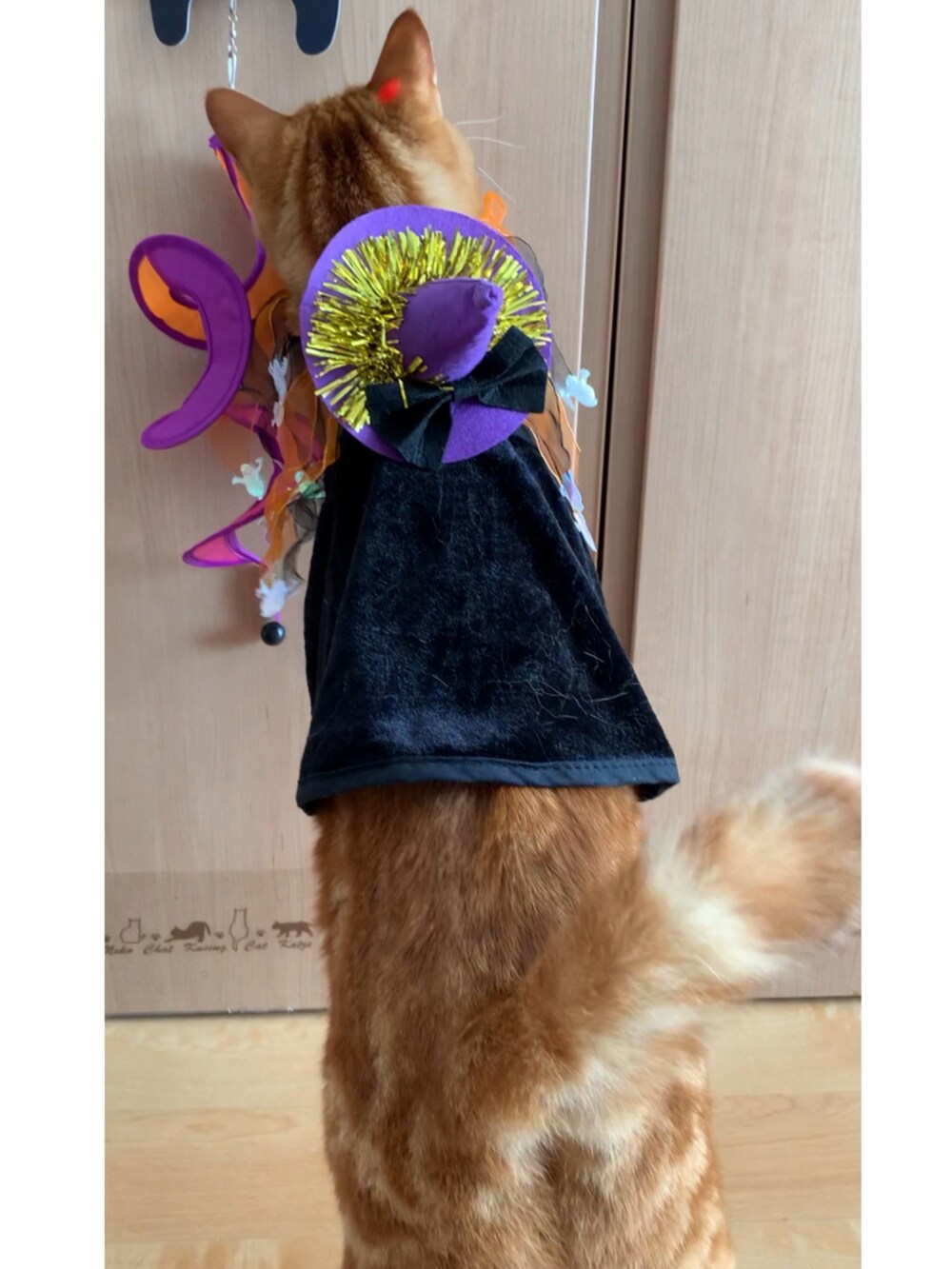 「wearhalloween2021、愛猫、ハロウィン、セリア」｜「セリアのアイテム（ペットグッズ、ブラック系）」を使った、hito さん（レディース・164cm）の秋コーディネートの2枚目の写真