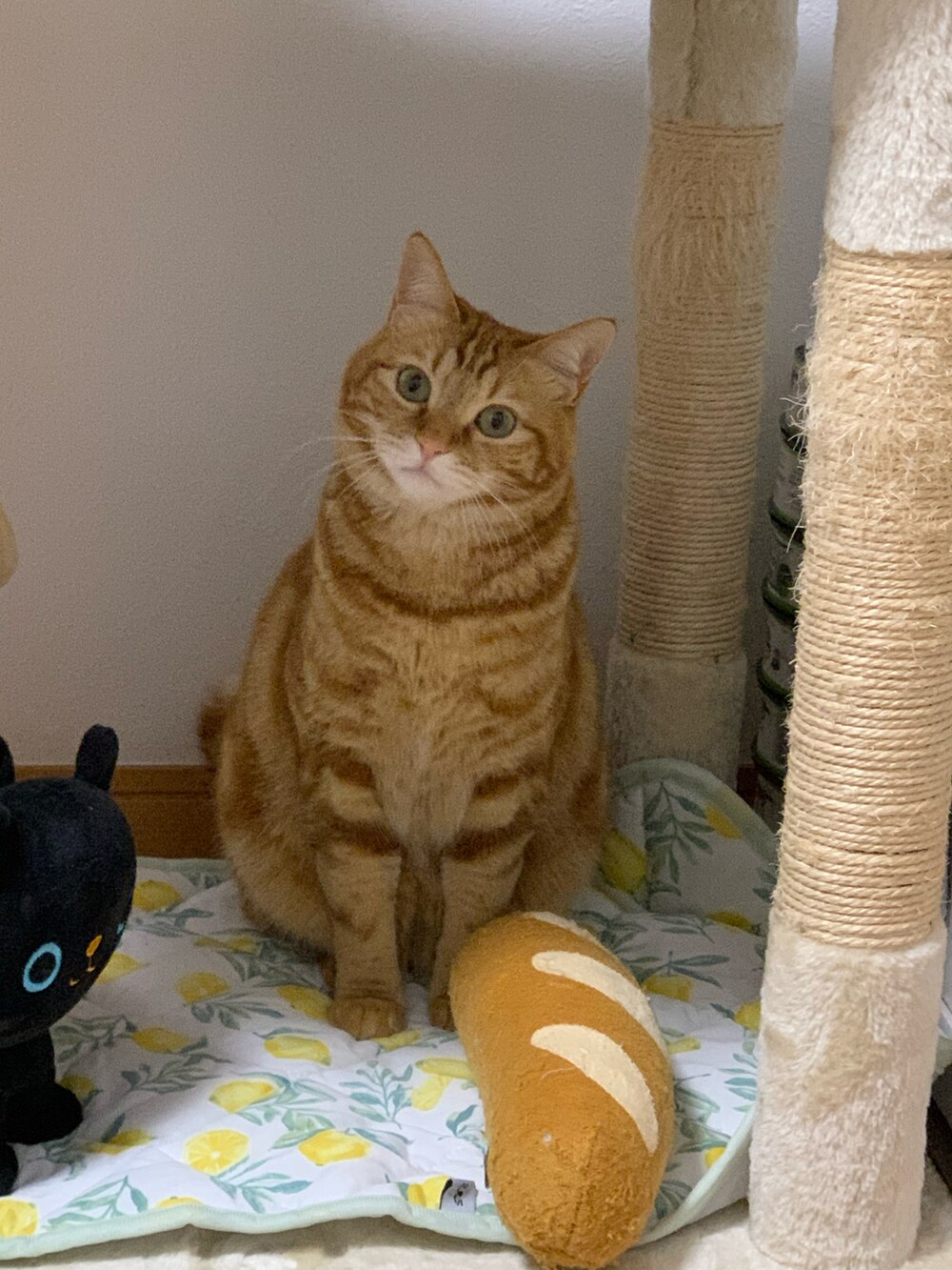 レッド系のペット用おもちゃを着用したレディースの冬コーディネートの2枚目の写真