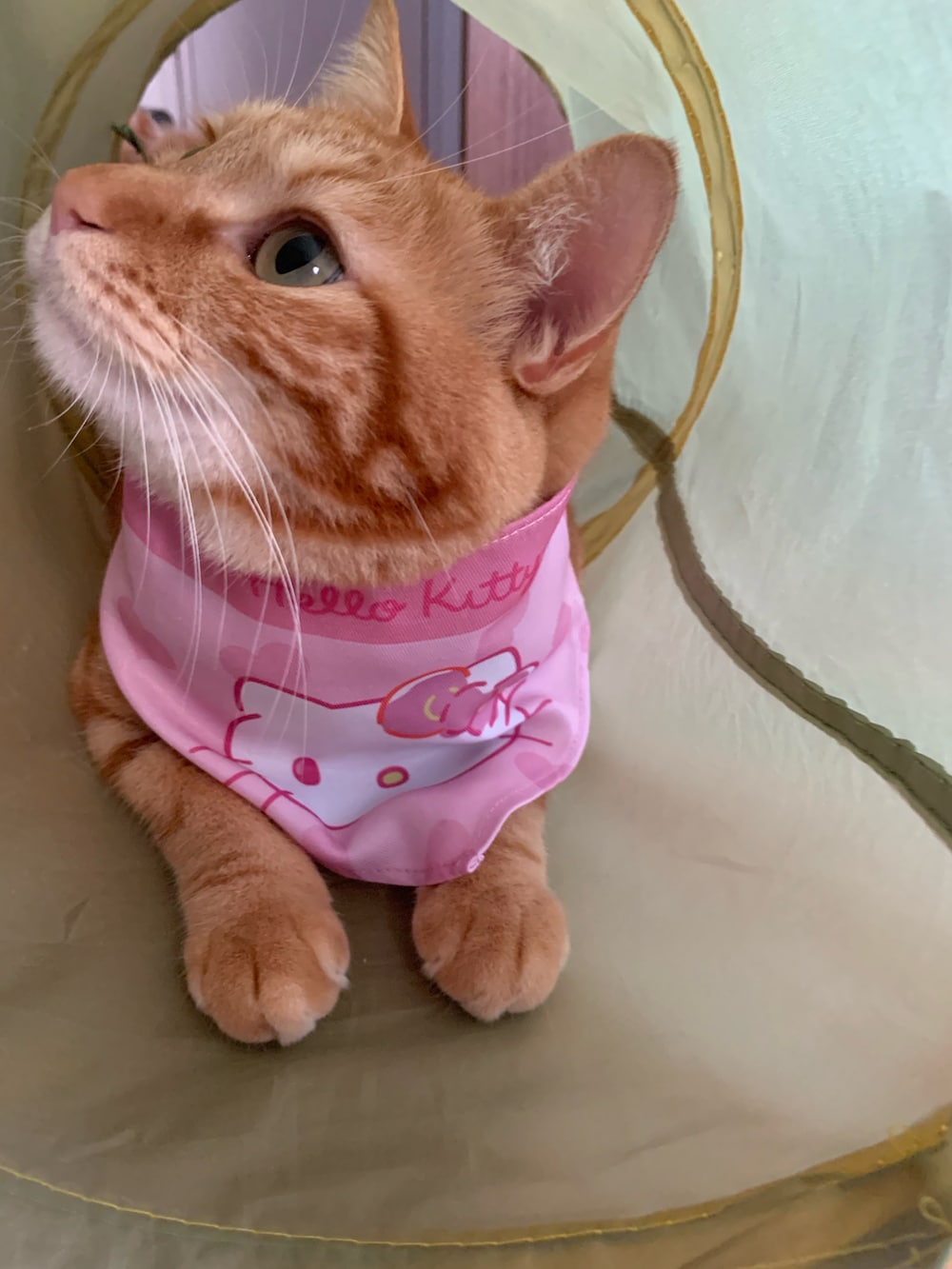 パープル系のTシャツ/カットソー、ブラウン系の福袋/福箱、ブラック系の付け襟を着用したレディースの夏コーディネートの3枚目の写真