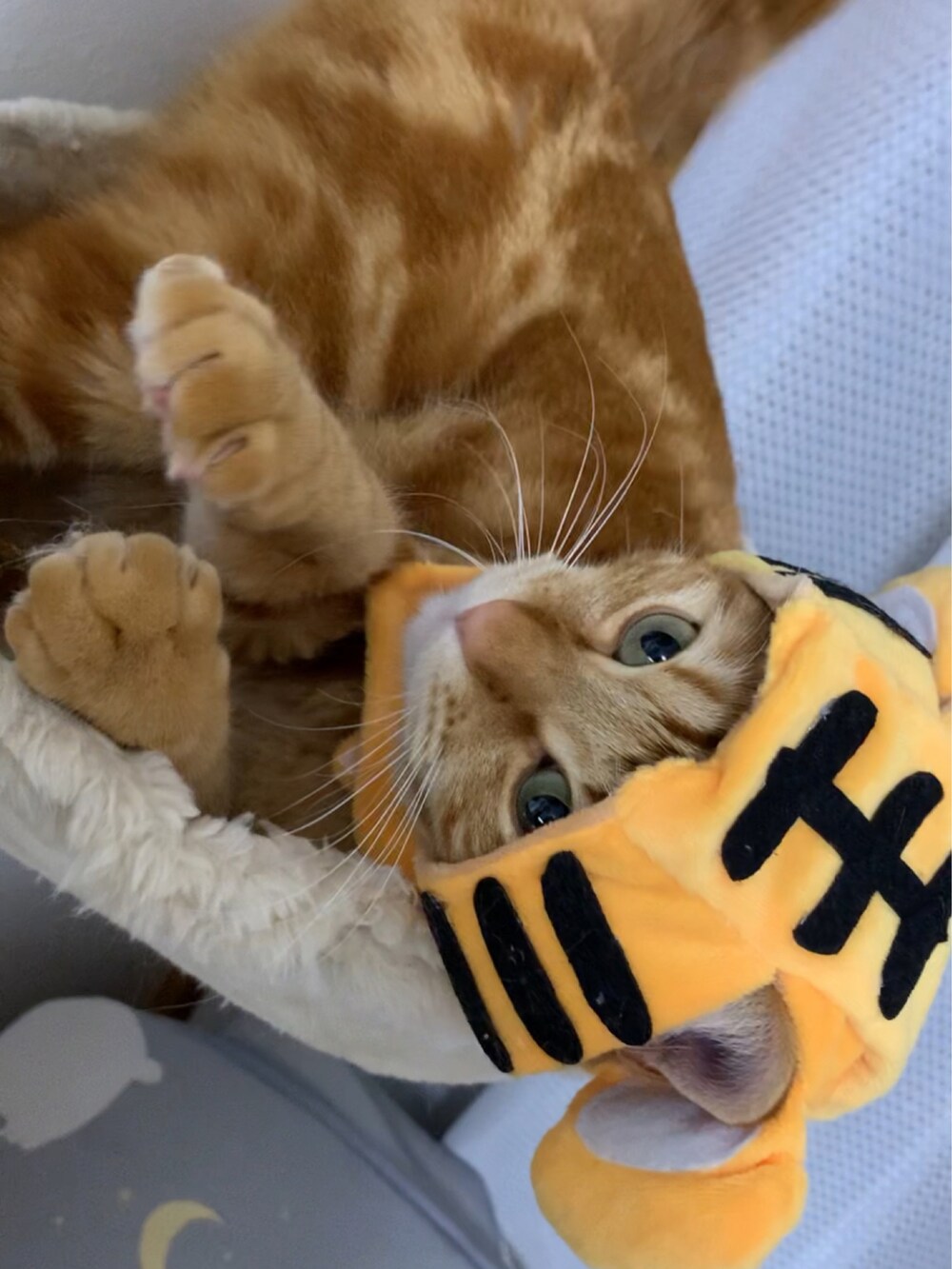 イエロー系のその他ペットグッズ、ブラウン系の福袋/福箱を着用したレディースの冬コーディネートの2枚目の写真