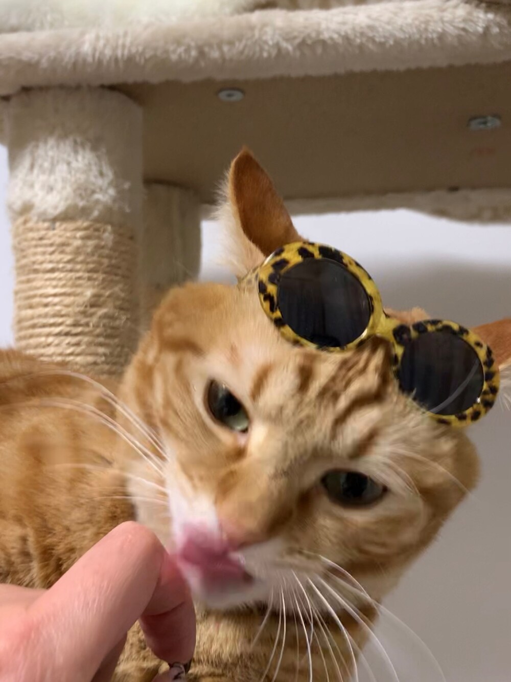 レッド系のペット用おもちゃを着用したレディースの冬コーディネートの3枚目の写真