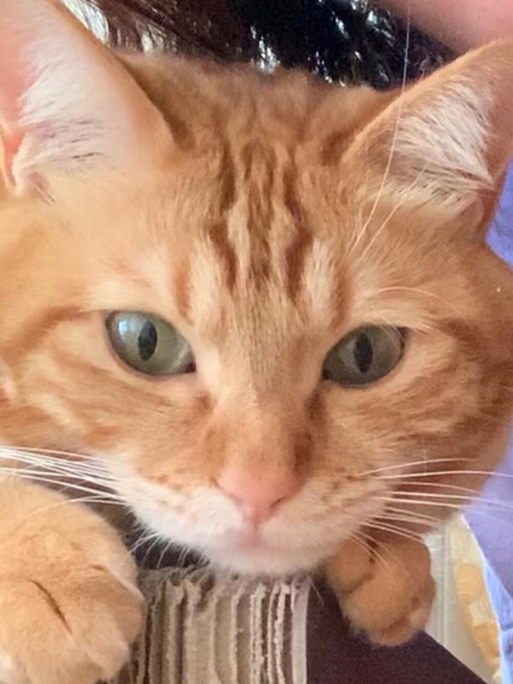 パープル系のTシャツ/カットソー、ブラウン系の福袋/福箱、ブラック系の付け襟を着用したレディースの夏コーディネートの2枚目の写真