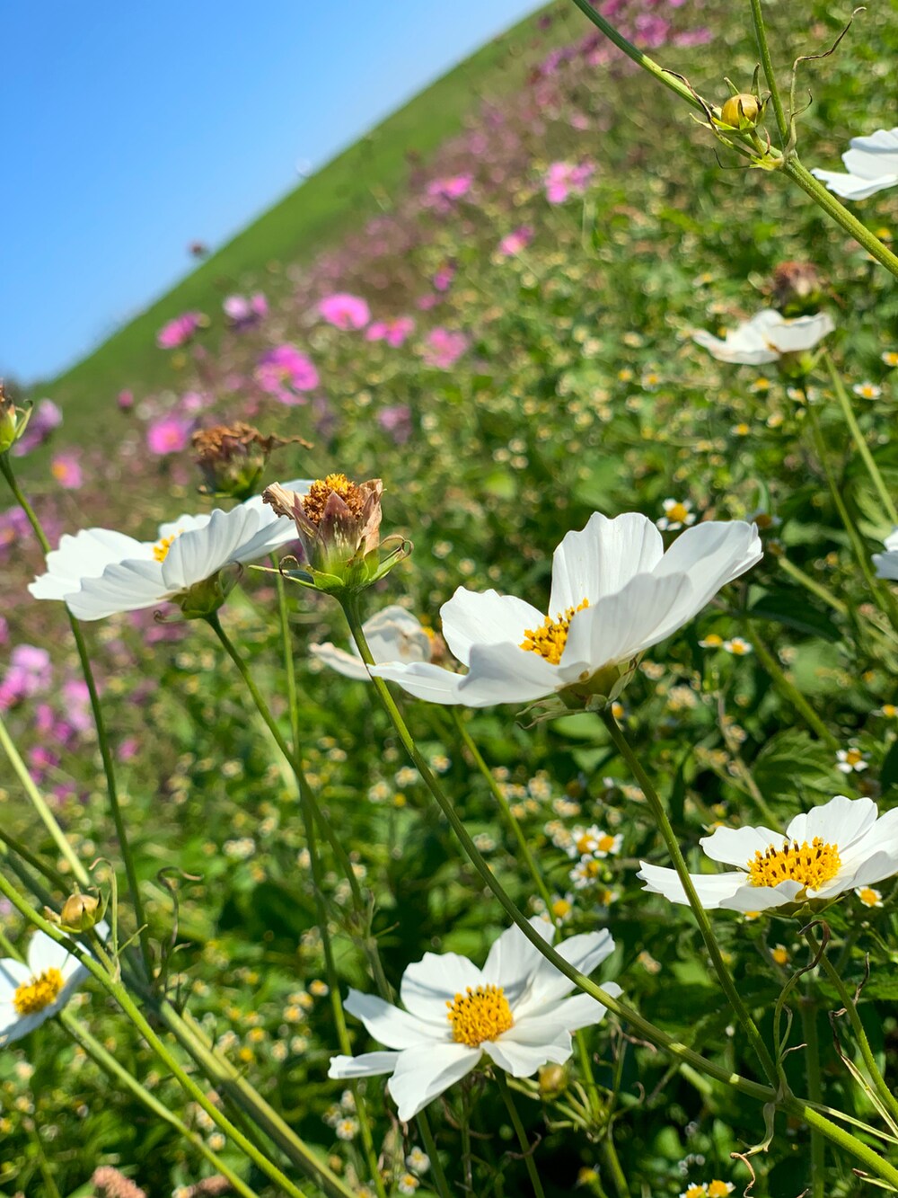 グレー系のカーディガン/ボレロ、ピンク系のスカート、ホワイト系のスニーカーを着用したレディースの秋コーディネートの5枚目の写真