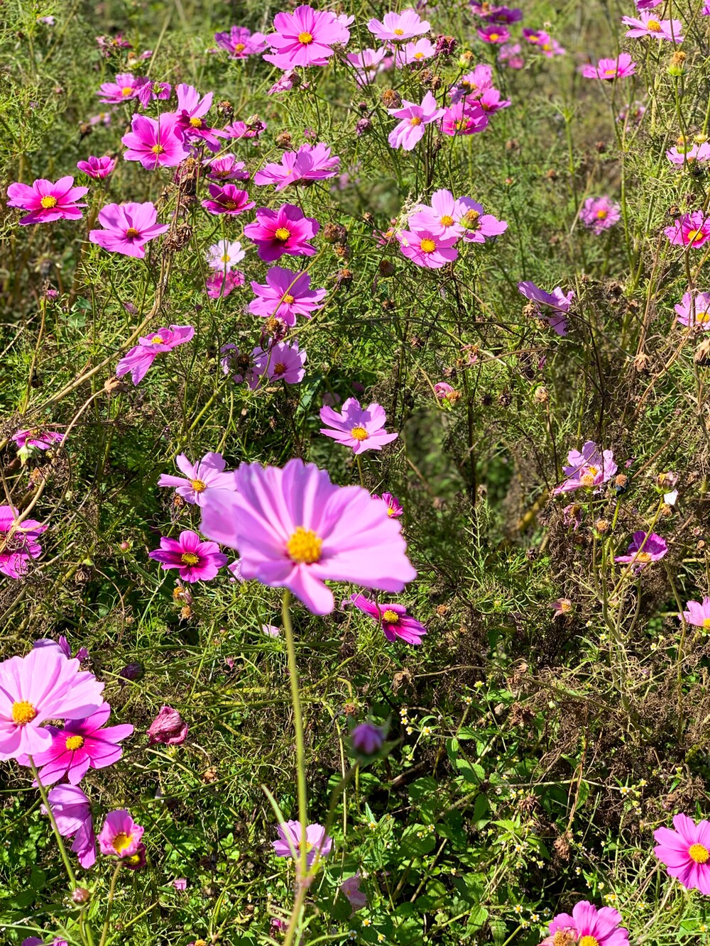 グレー系のカーディガン/ボレロ、ピンク系のスカート、ホワイト系のスニーカーを着用したレディースの秋コーディネートの4枚目の写真