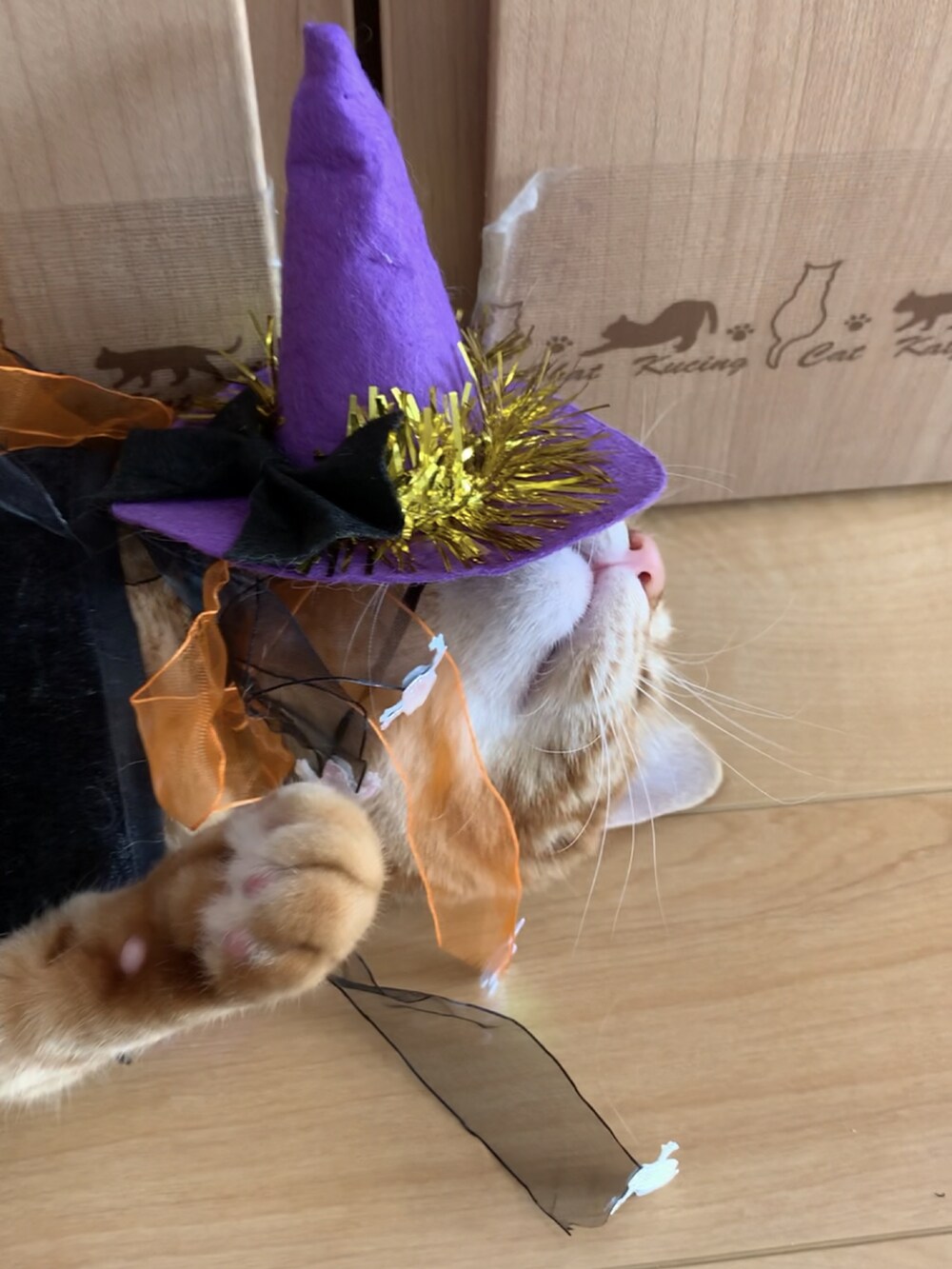「wearhalloween2021、愛猫、ハロウィン、セリア」｜「セリアのアイテム（ペットグッズ、ブラック系）」を使った、hito さん（レディース・164cm）の秋コーディネートの4枚目の写真