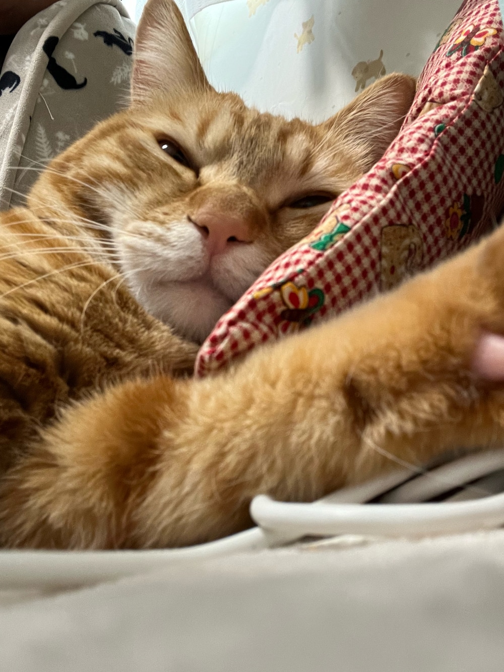 ホワイト系のスニーカー、ブルー系のデニムパンツ、イエロー系のトートバッグを着用したレディースの春コーディネートの2枚目の写真