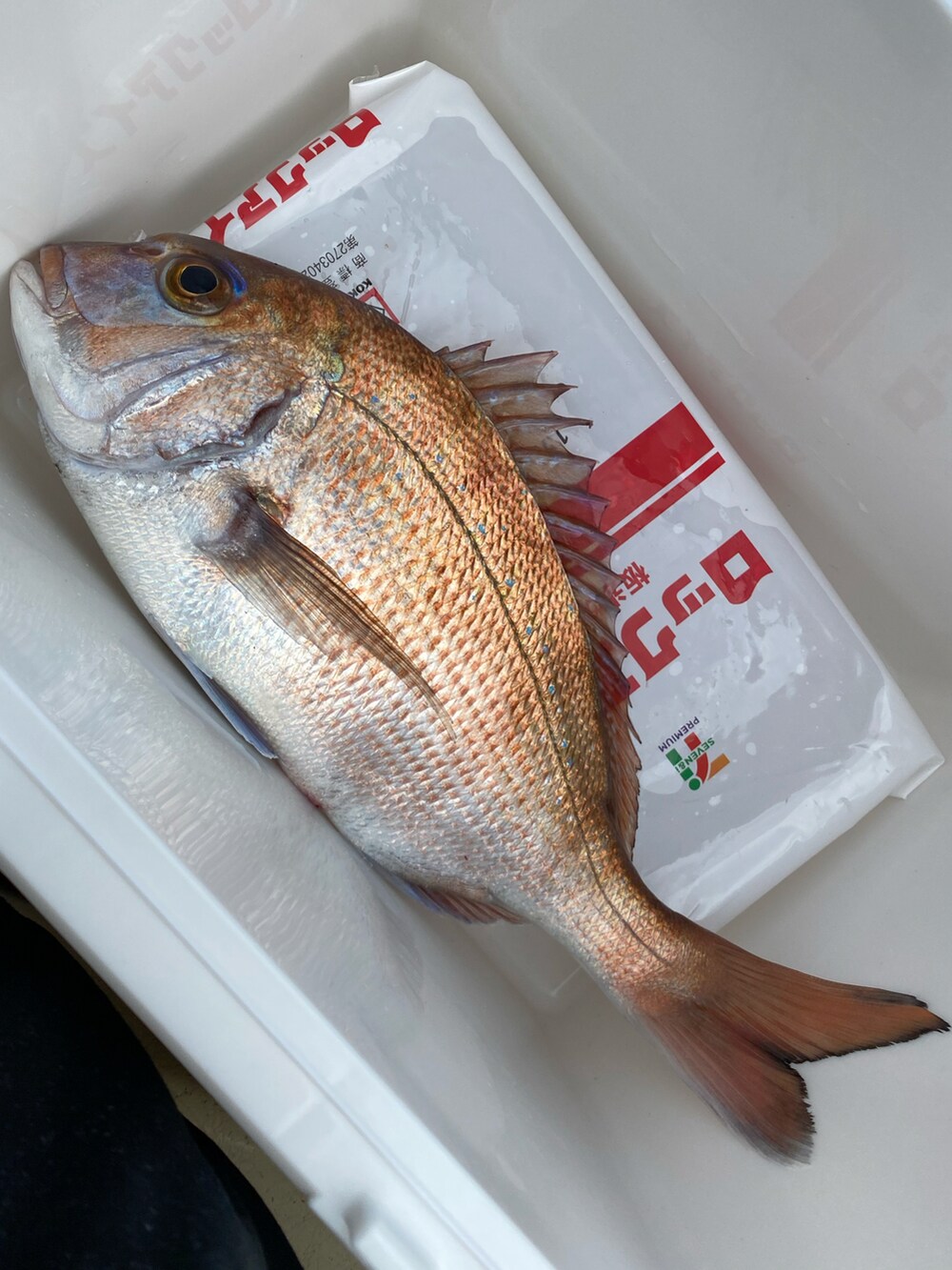 ブルー系のシャツ/ブラウス、パープル系のスウェット、グリーン系のカーゴパンツを着用したメンズの冬コーディネートの2枚目の写真