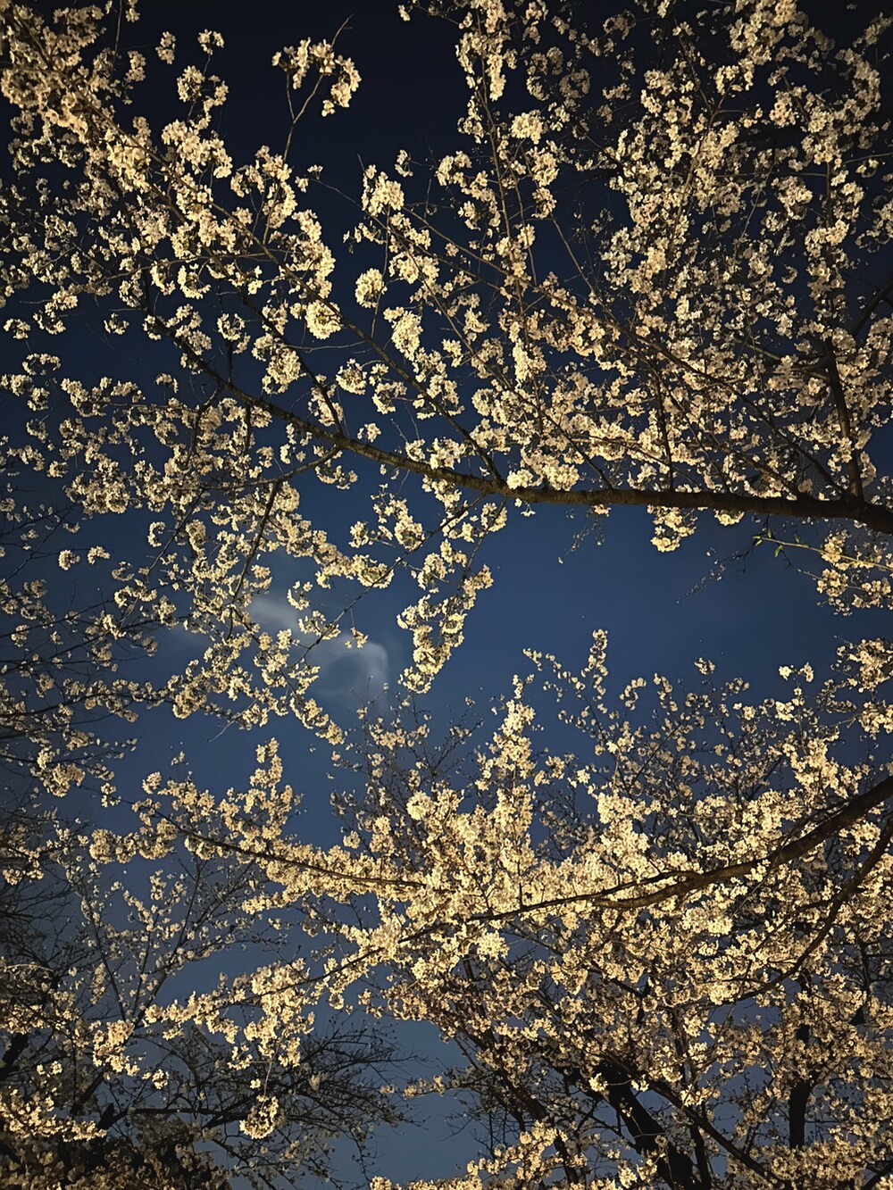 ブルー系のナイロンジャケットを着用したメンズの春コーディネートの4枚目の写真