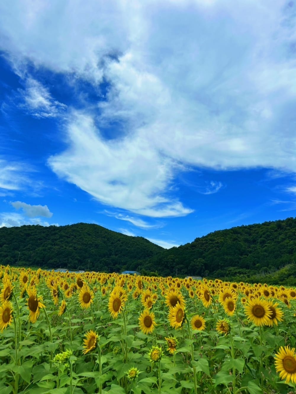 その他のTシャツ/カットソー、グレー系のパンツを着用したレディースの夏コーディネートの3枚目の写真