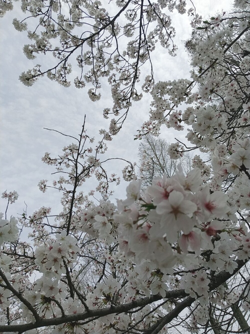 グリーン系のパーカー、ホワイト系のスニーカーを着用したレディースの春コーディネートの3枚目の写真