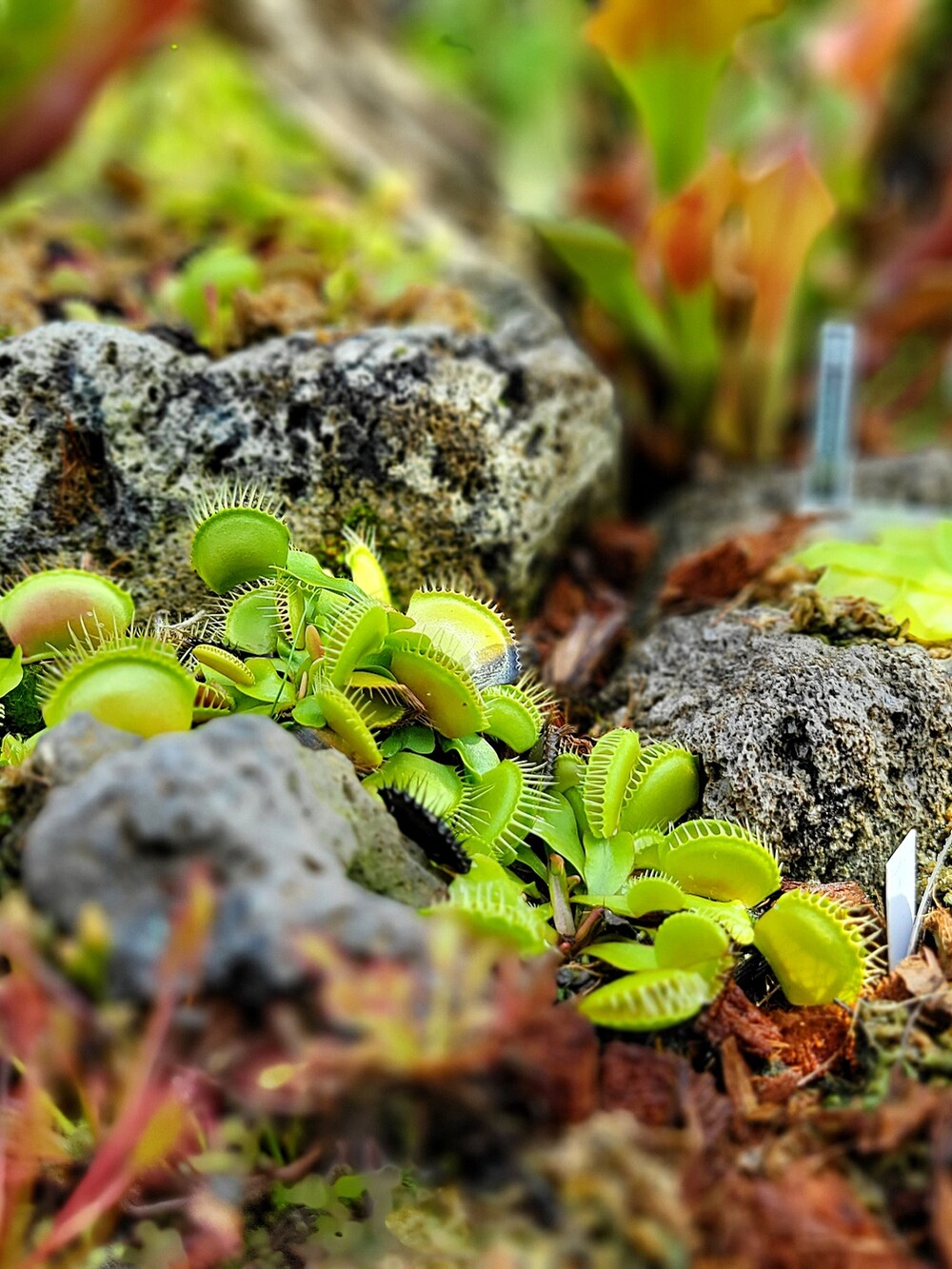 ブラウン系のトートバッグ、ブラック系のワンピース、ブラック系のサンダルを着用したレディースの秋コーディネートの4枚目の写真