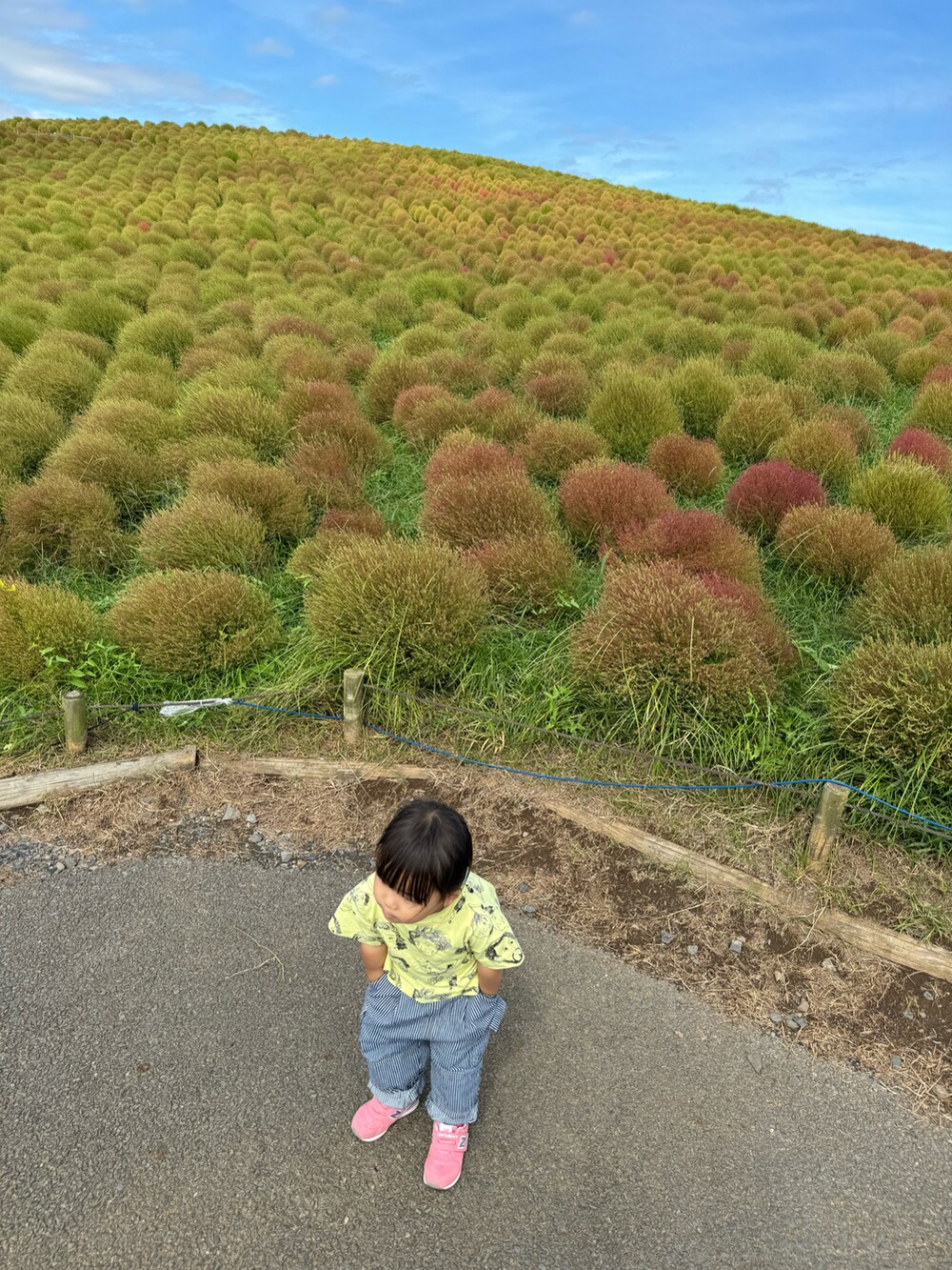 イエロー系のTシャツ/カットソー、その他のデニムパンツ、ピンク系のスニーカーを着用したキッズの秋コーディネートの2枚目の写真