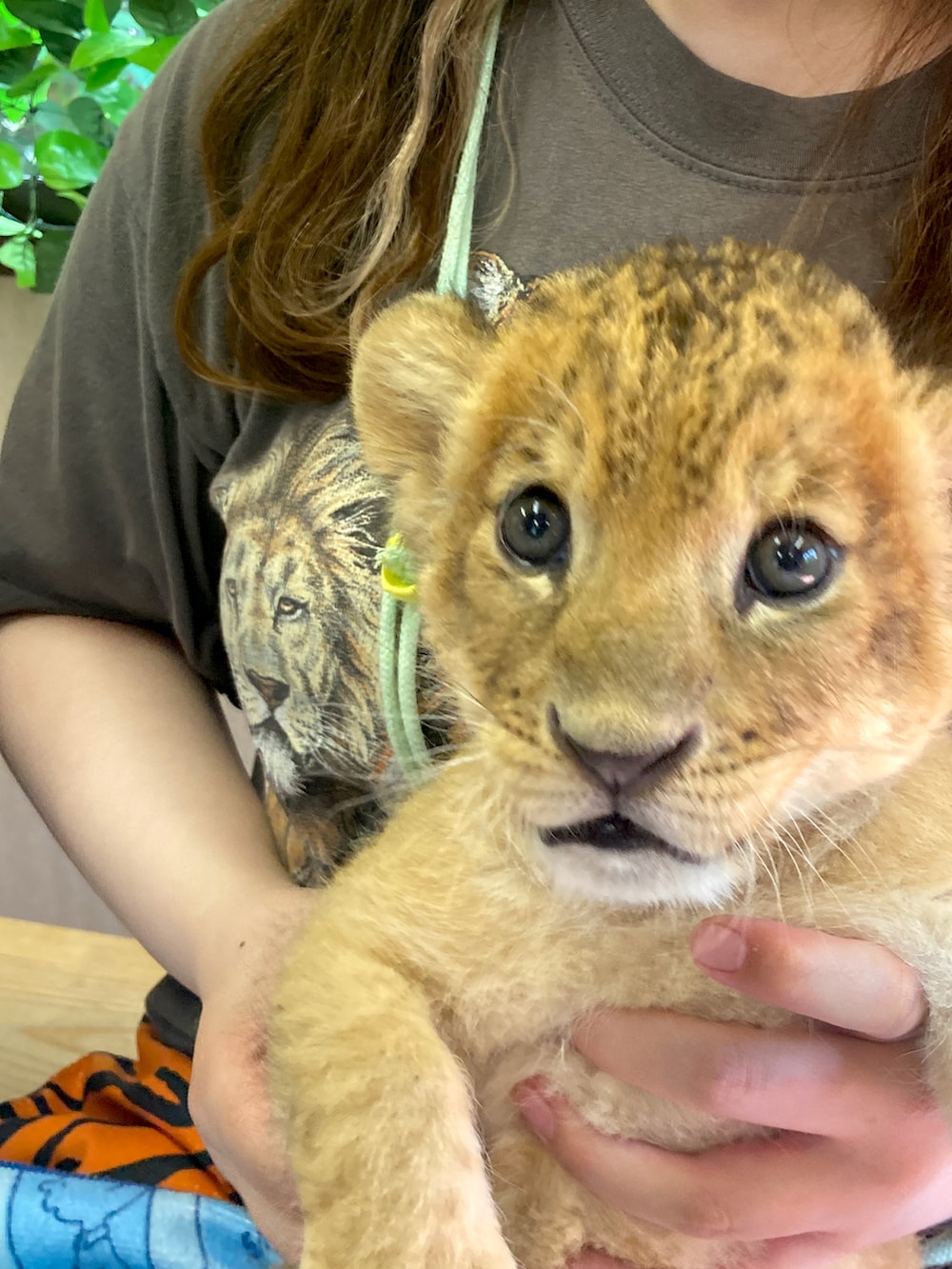 オレンジ系のその他パンツ、イエロー系のショルダーバッグを着用したレディースの夏コーディネートの2枚目の写真