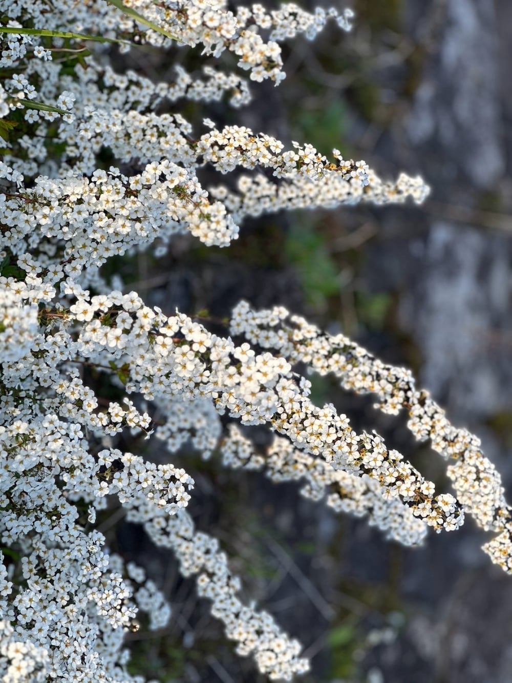 ブラック系のTシャツ/カットソー、ブラック系のその他パンツ、ホワイト系のスニーカーを着用したメンズの春コーディネートの3枚目の写真