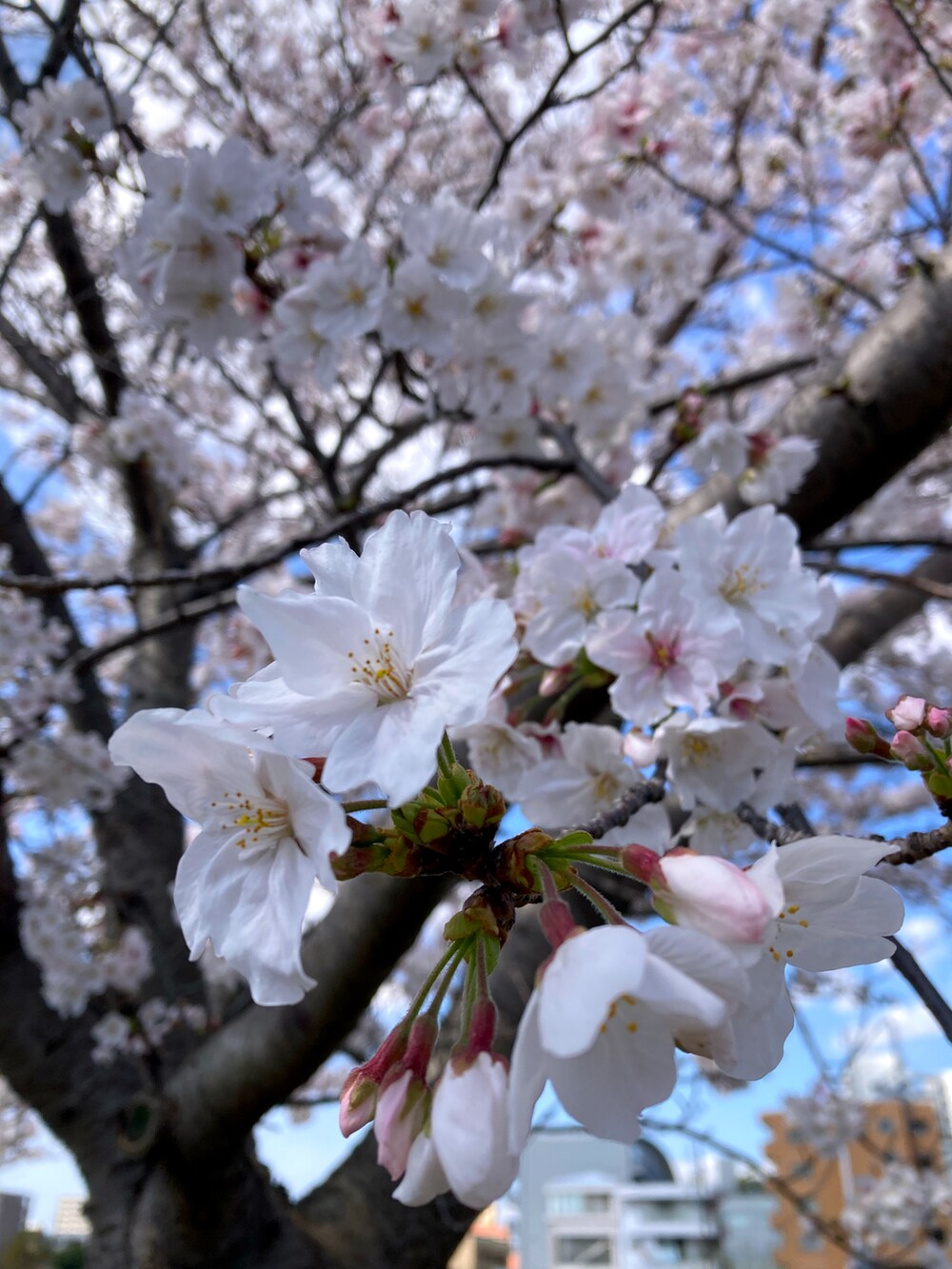 「ZUMBA、フィットネス、お花見、桜」｜「ZUMBAのアイテム（Tシャツ/カットソー、ブラック系）」を使った、SAYU さん（レディース・156cm）の春コーディネートの3枚目の写真