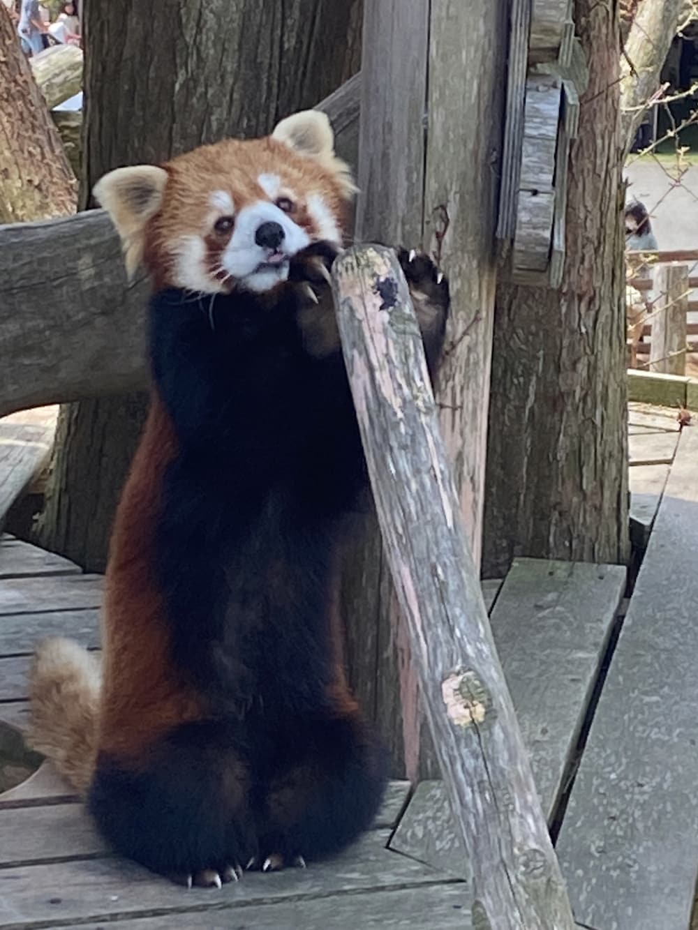 ブルー系のシャツ/ブラウス、ホワイト系のその他パンツ、ブラウン系のかごバッグを着用したレディースの春コーディネートの3枚目の写真