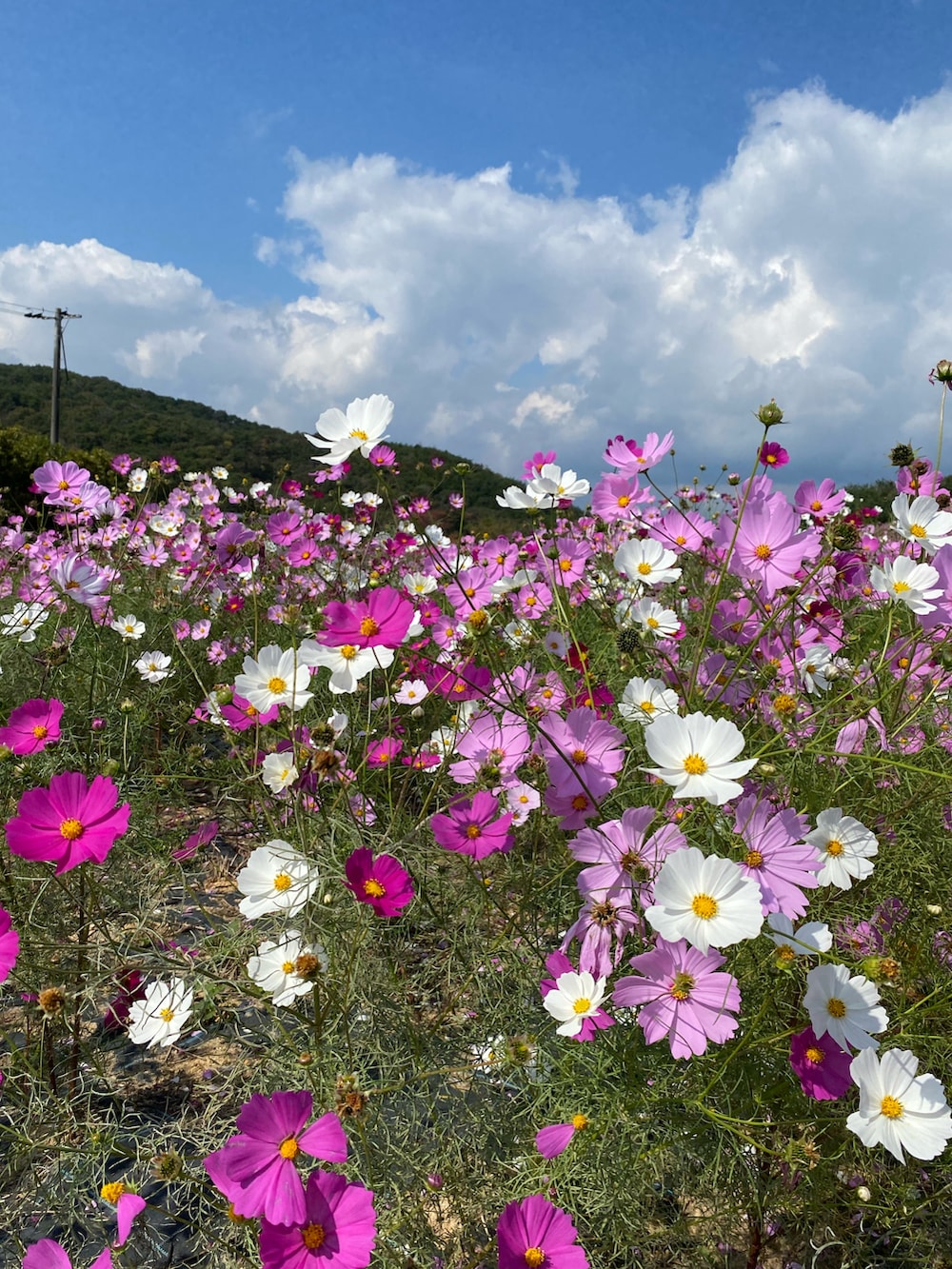 ホワイト系のTシャツ/カットソー、ブルー系のスカート、ピンク系のスニーカーを着用したレディースの秋コーディネートの3枚目の写真