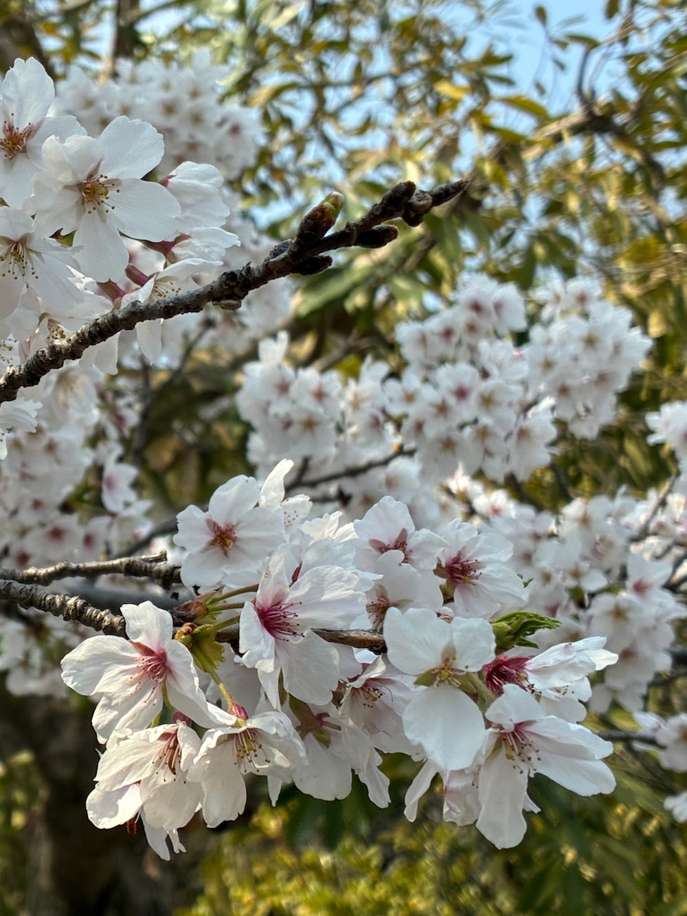 ブラック系のTシャツ/カットソー、ブルー系のシャツ/ブラウス、ブルー系のスカジャンを着用したメンズの春コーディネートの5枚目の写真